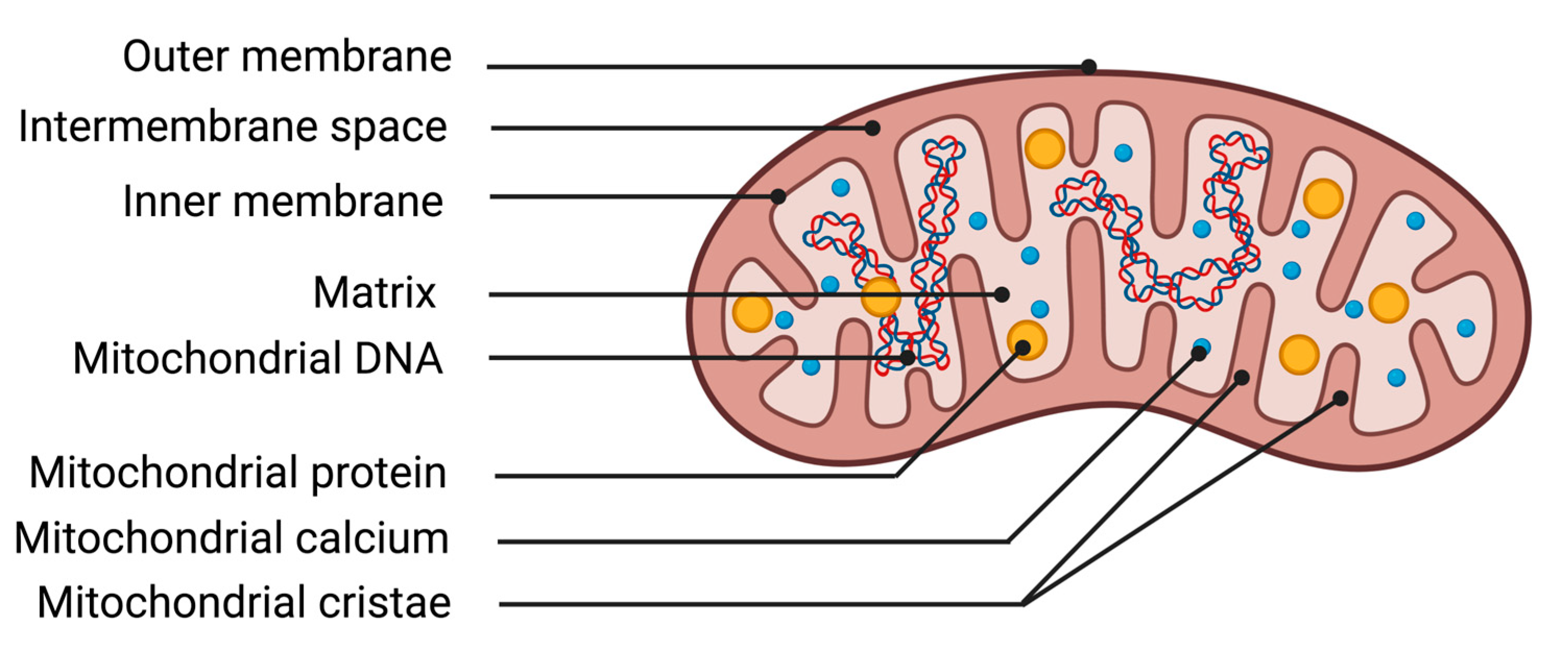Antioxidants 13 00920 g002 Antioxidants 13 00920 g002