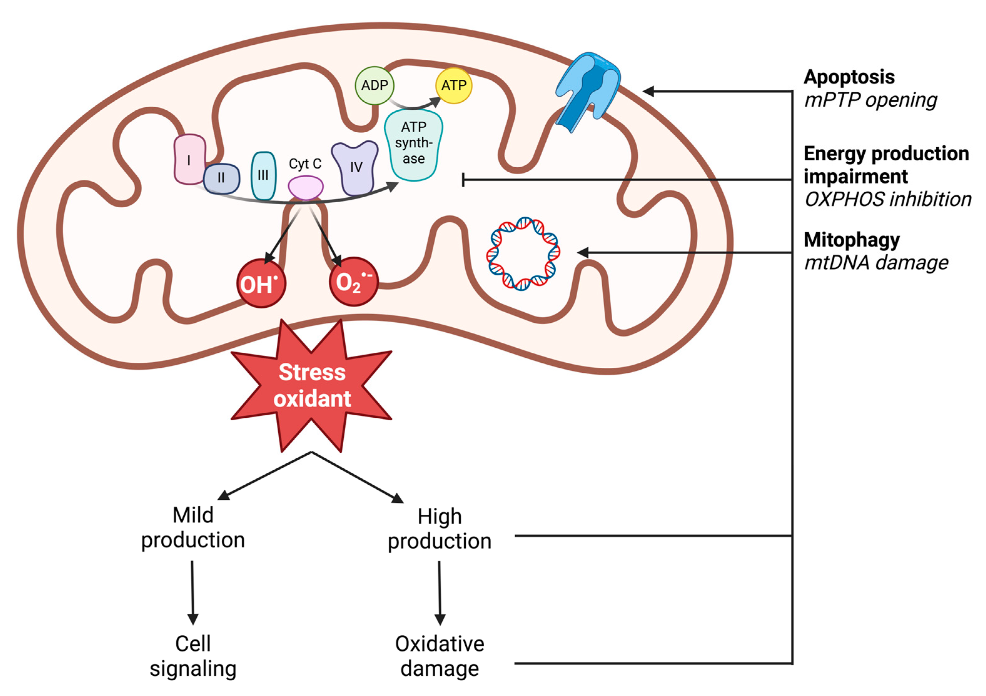 Antioxidants 13 00920 g003 Antioxidants 13 00920 g003