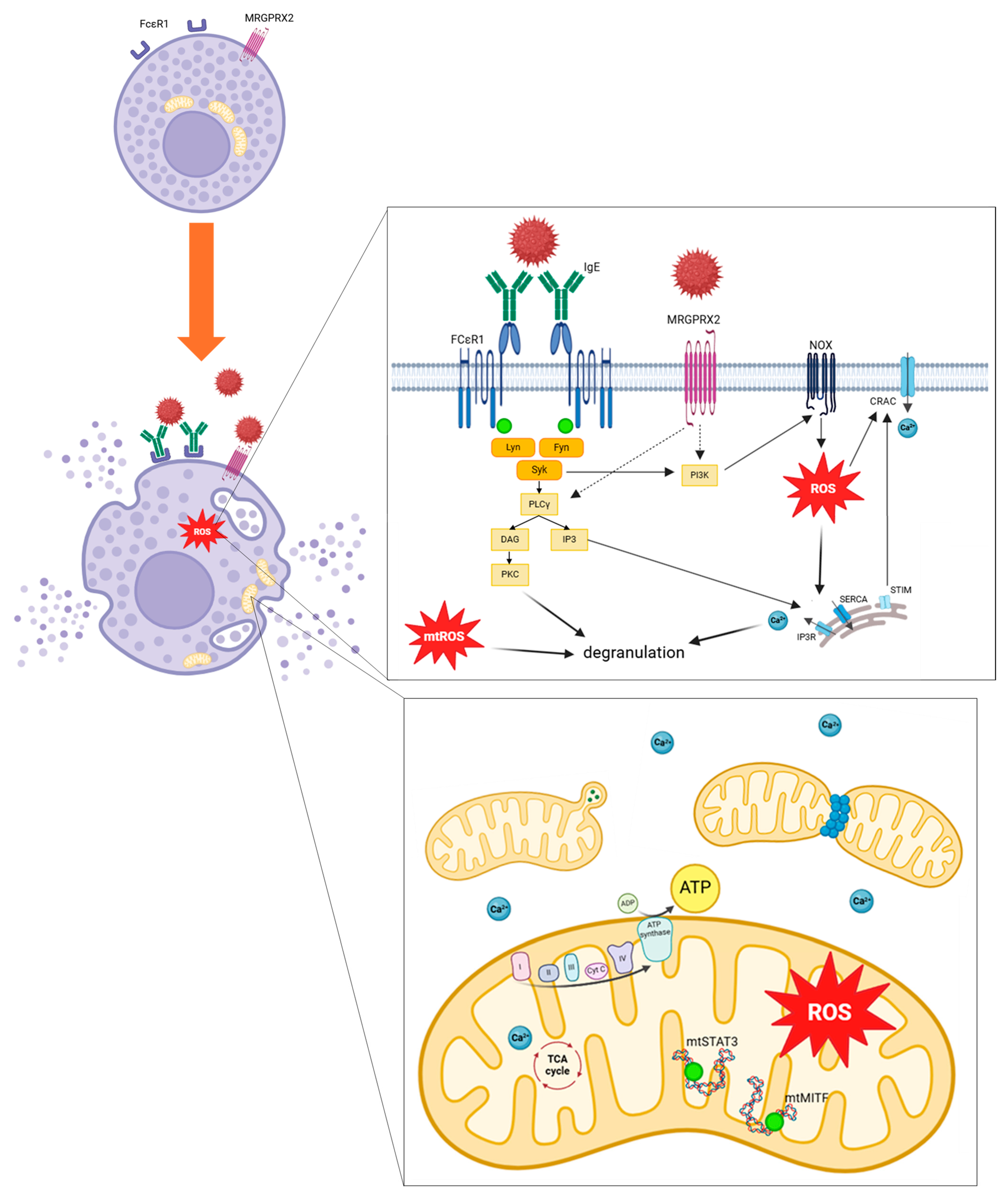 Antioxidants 13 00920 g006 Antioxidants 13 00920 g006