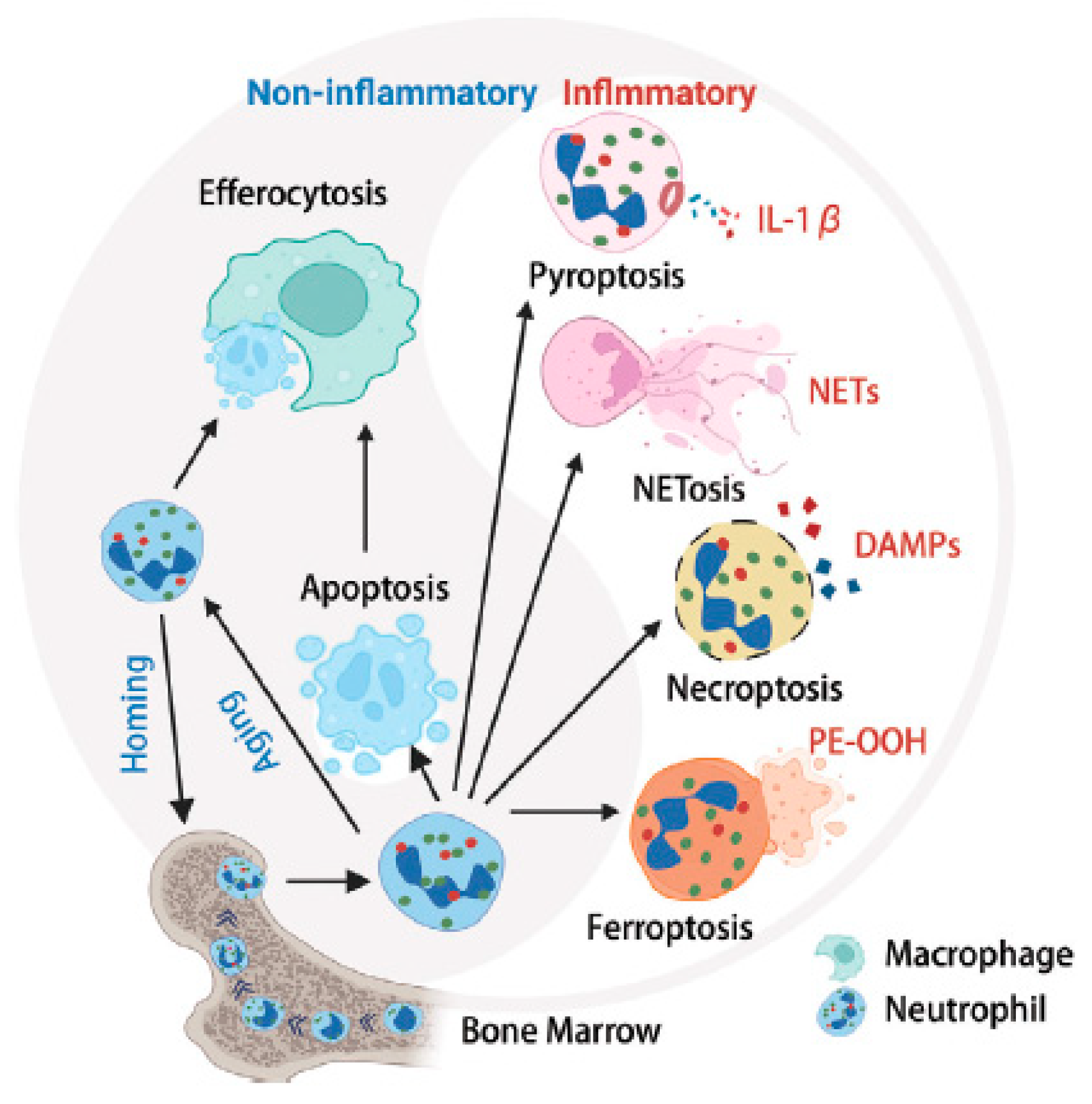 Antioxidants 13 00921 g010