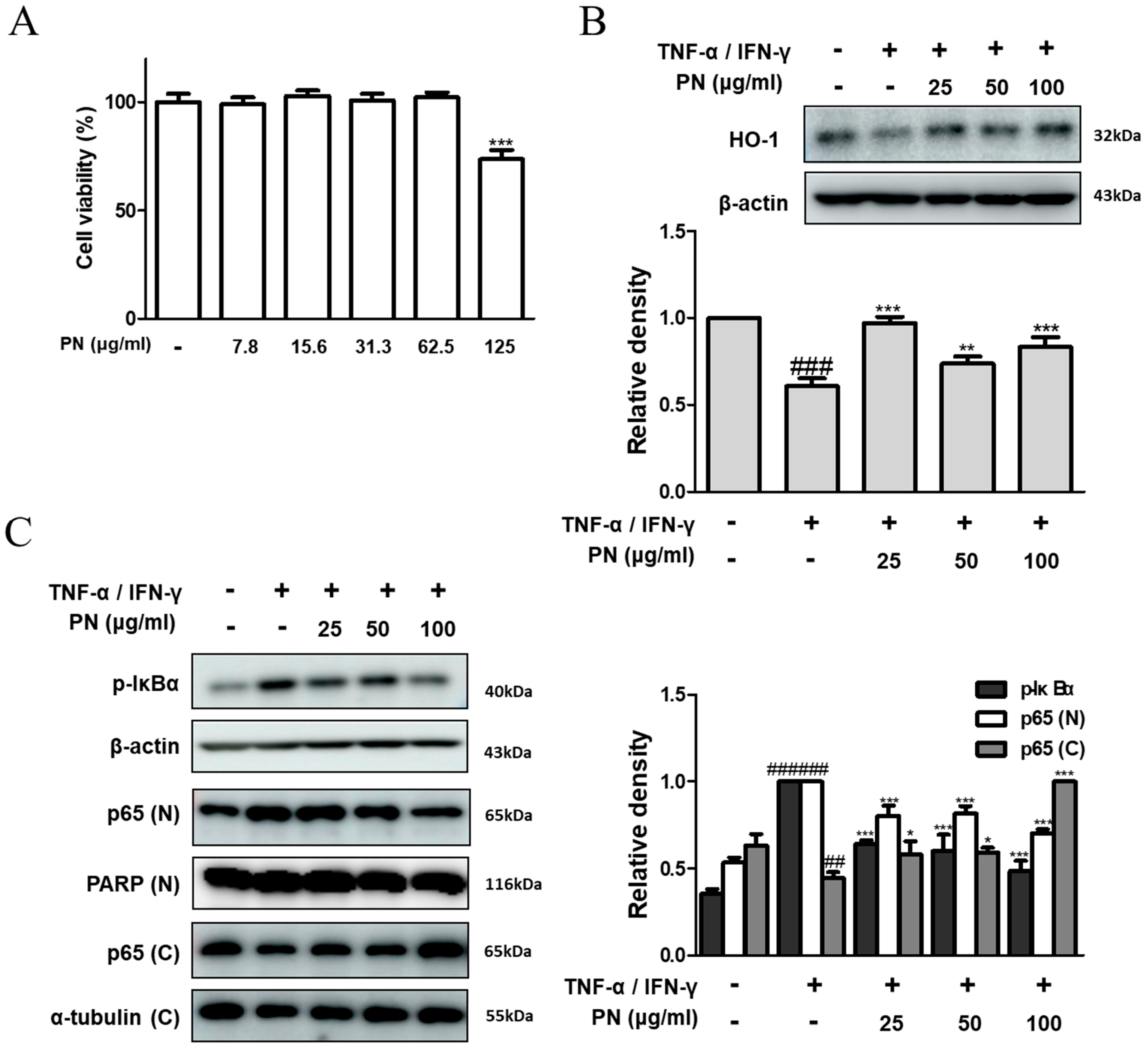 Antioxidants 13 00928 g005