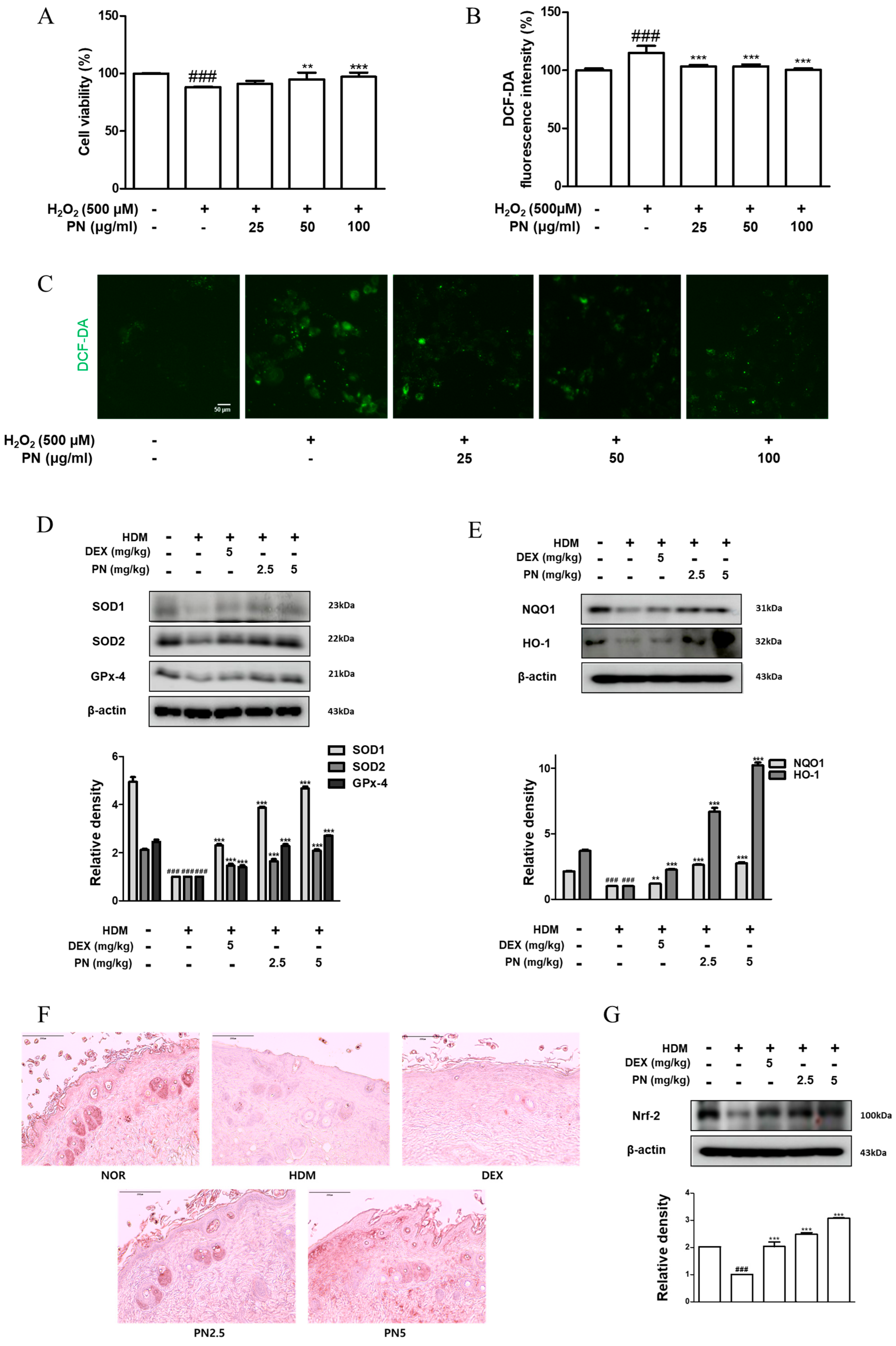 Antioxidants 13 00928 g007