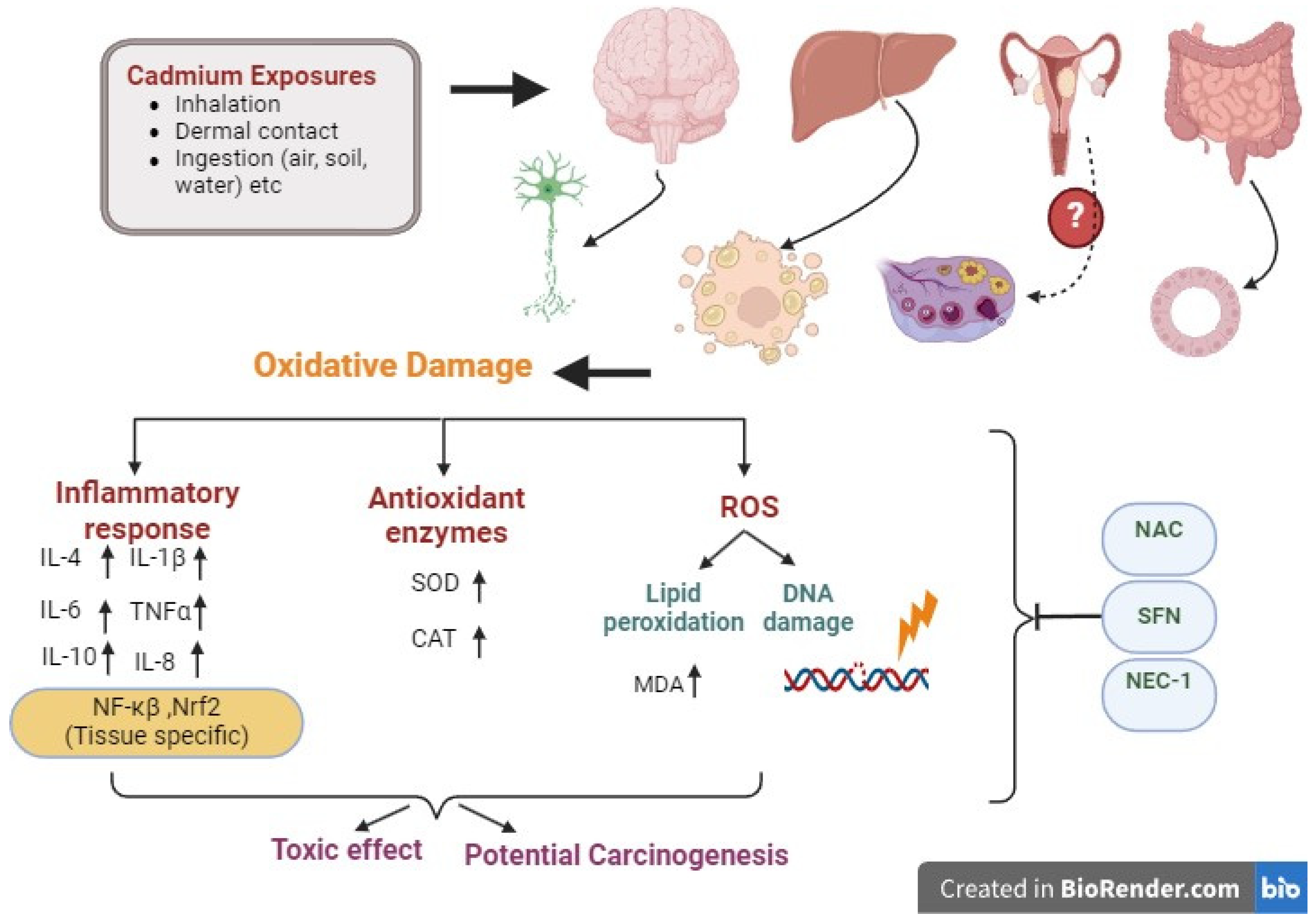 Antioxidants 13 00932 g002
