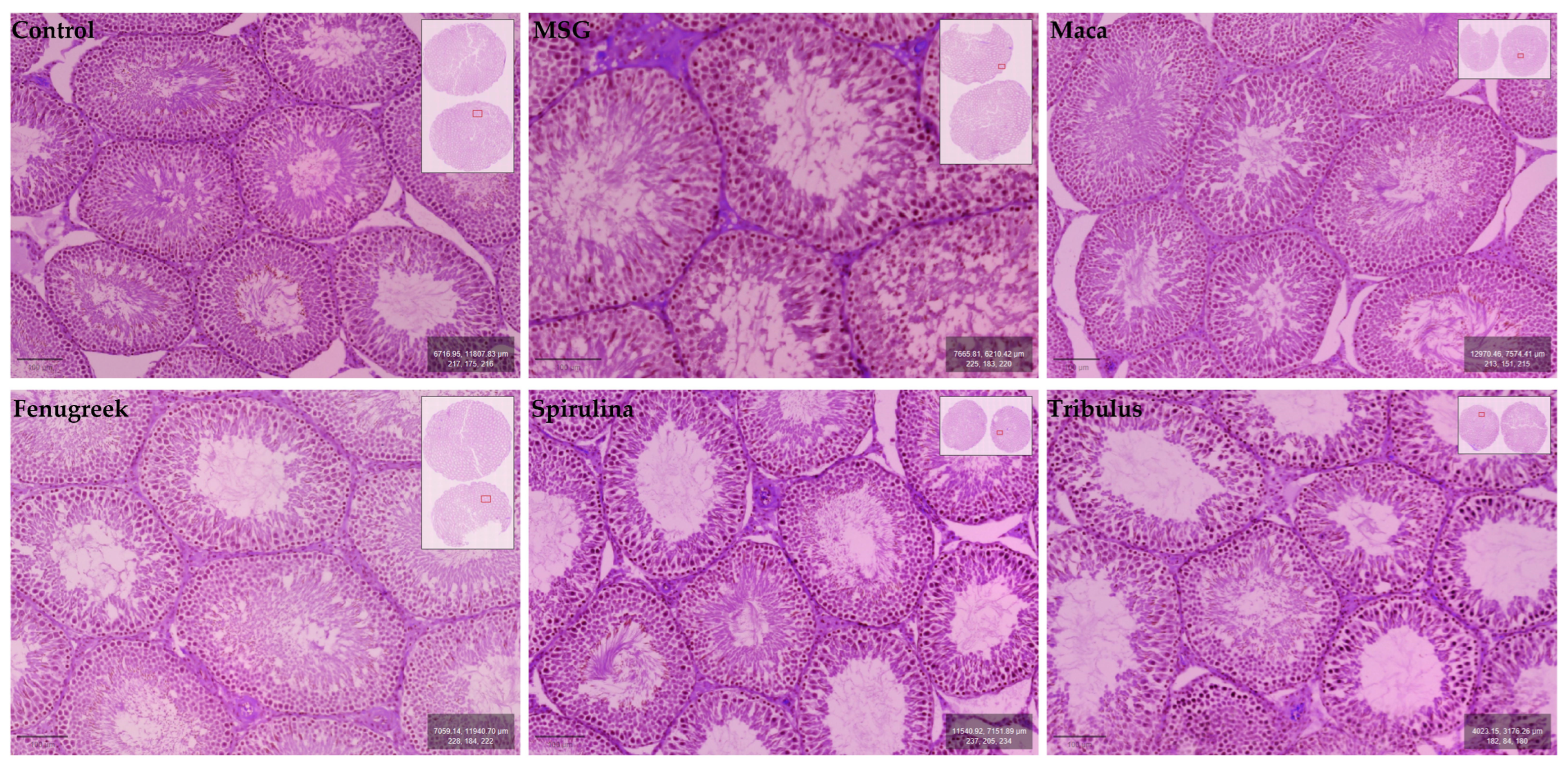 Antioxidants 13 00939 g008