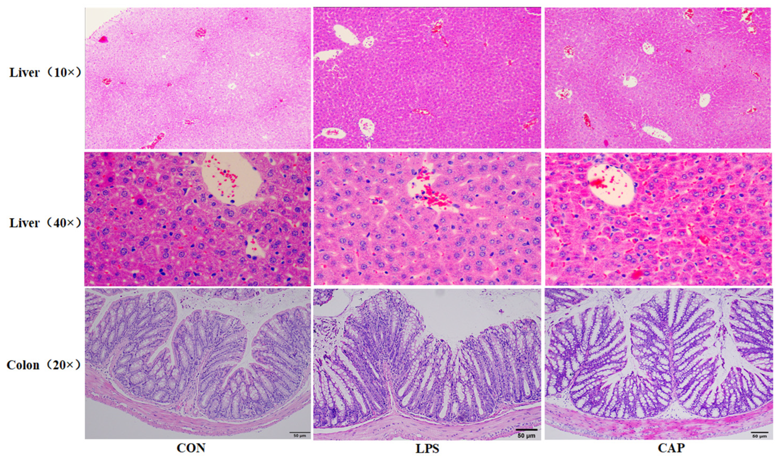 Antioxidants 13 00942 g002 Antioxidants 13 00942 g002