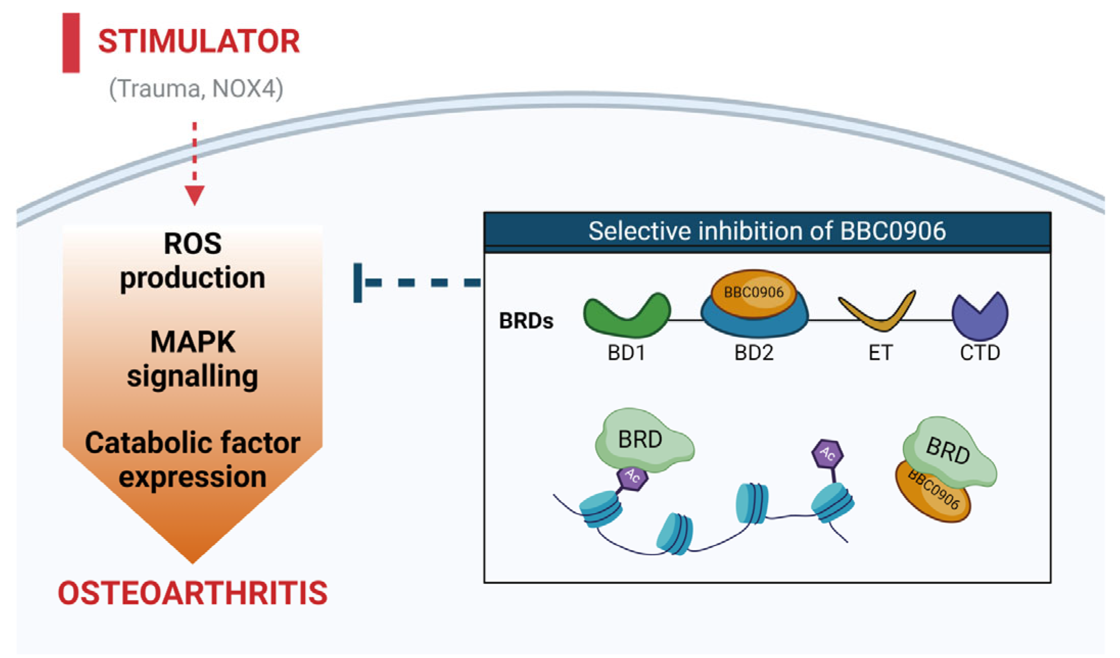 Antioxidants 13 00943 g005