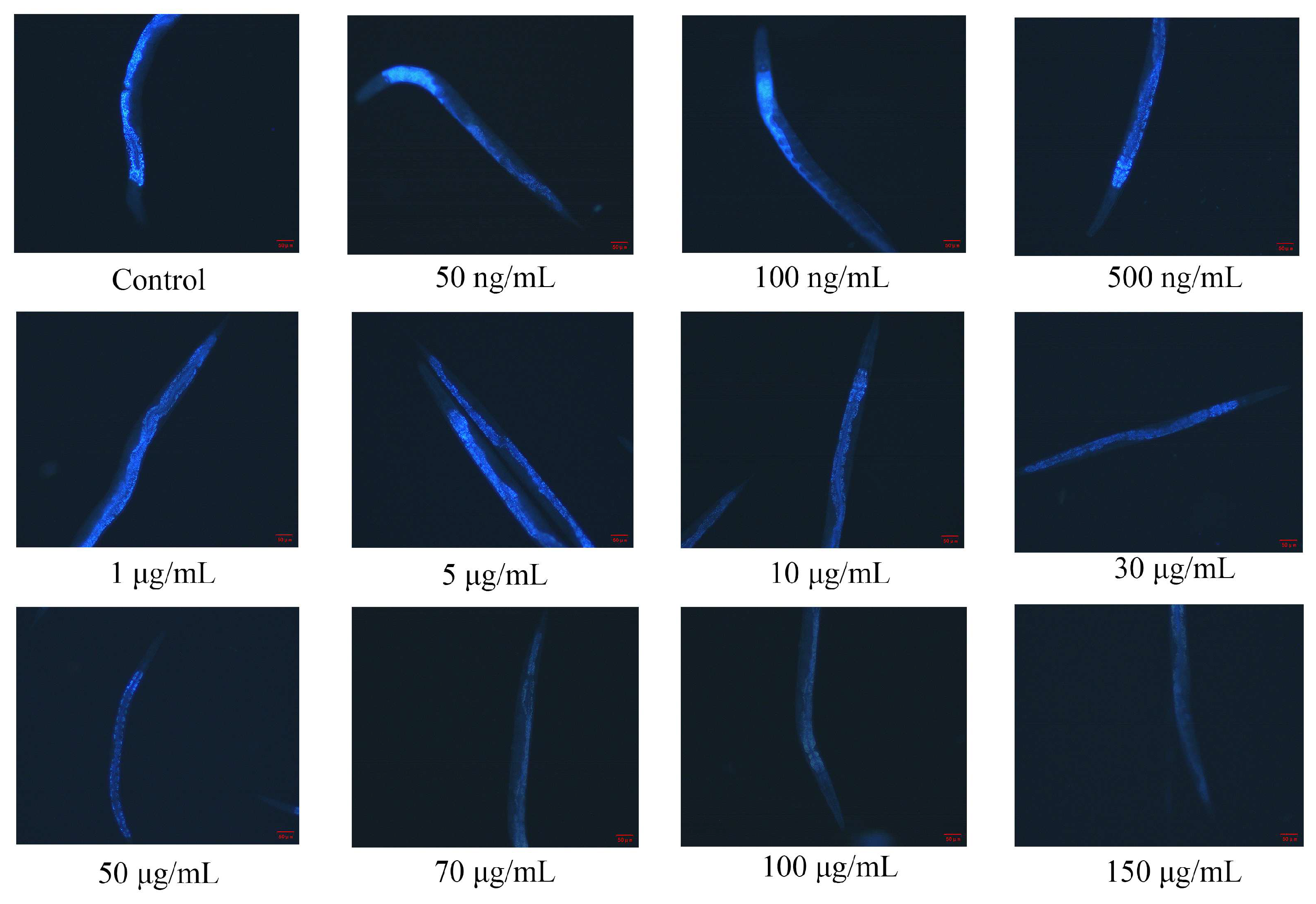 Antioxidants 13 00945 g0a2