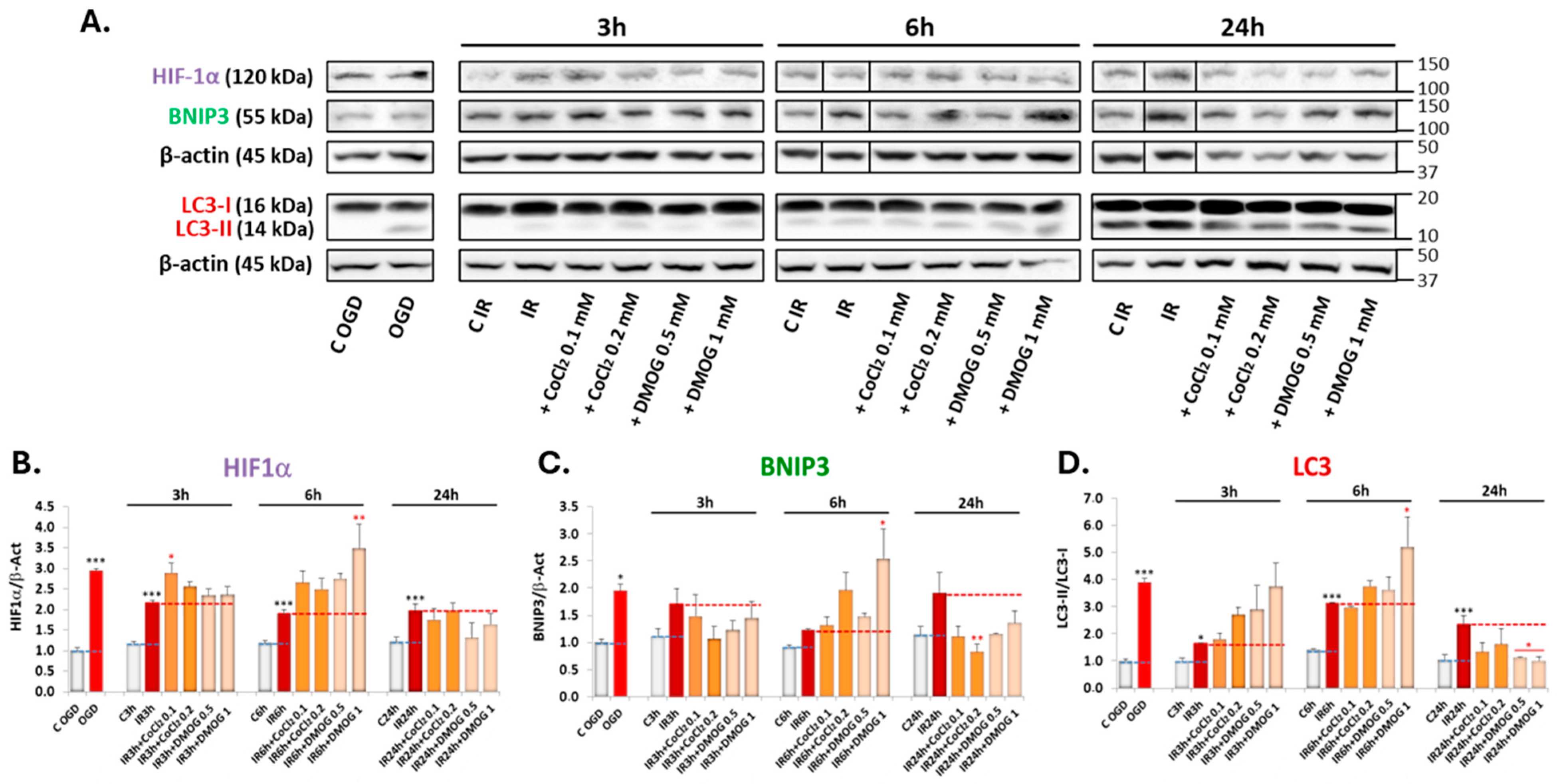 Antioxidants 13 00946 g004