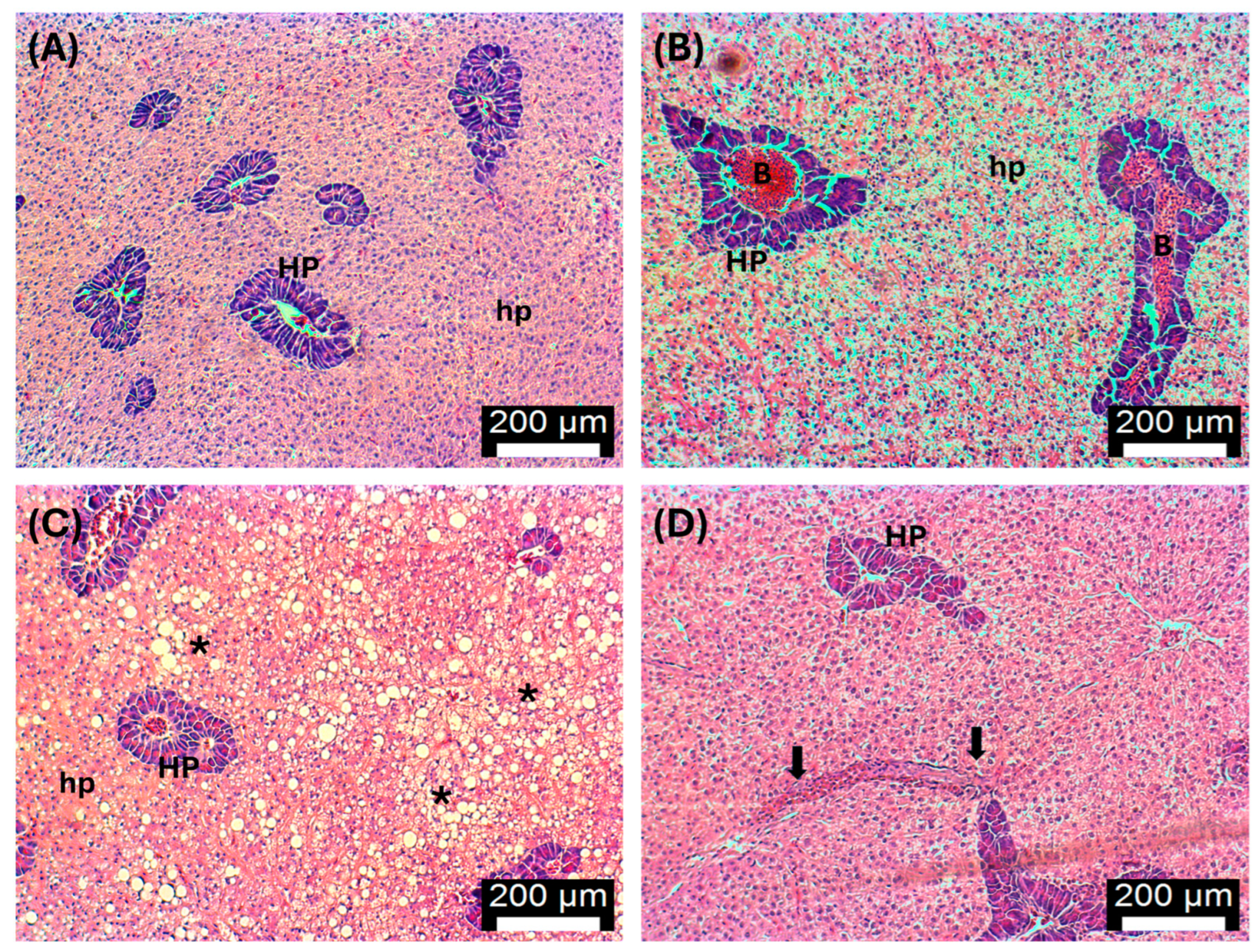Antioxidants 13 00949 g007 Antioxidants 13 00949 g007