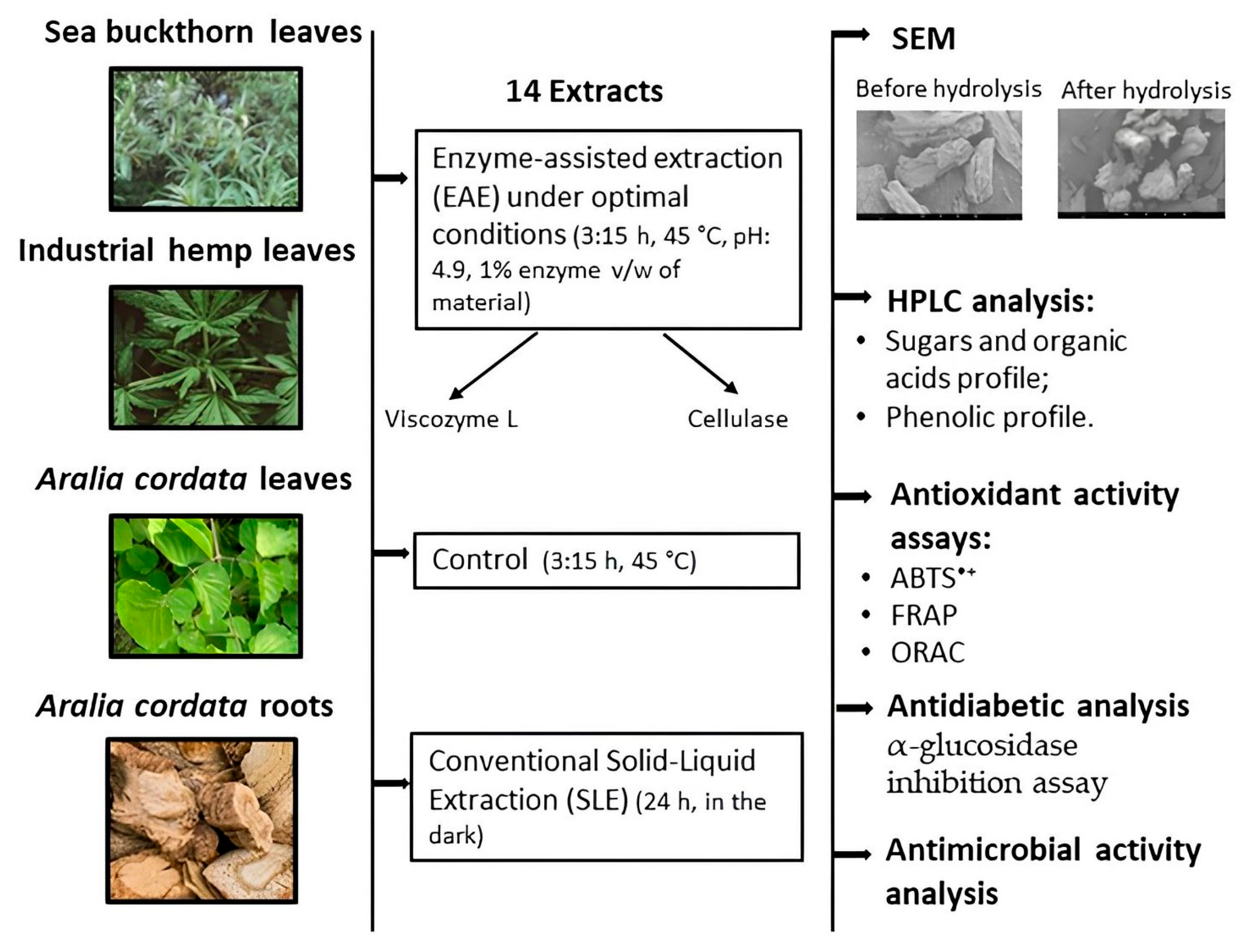 Antioxidants 13 00950 g001