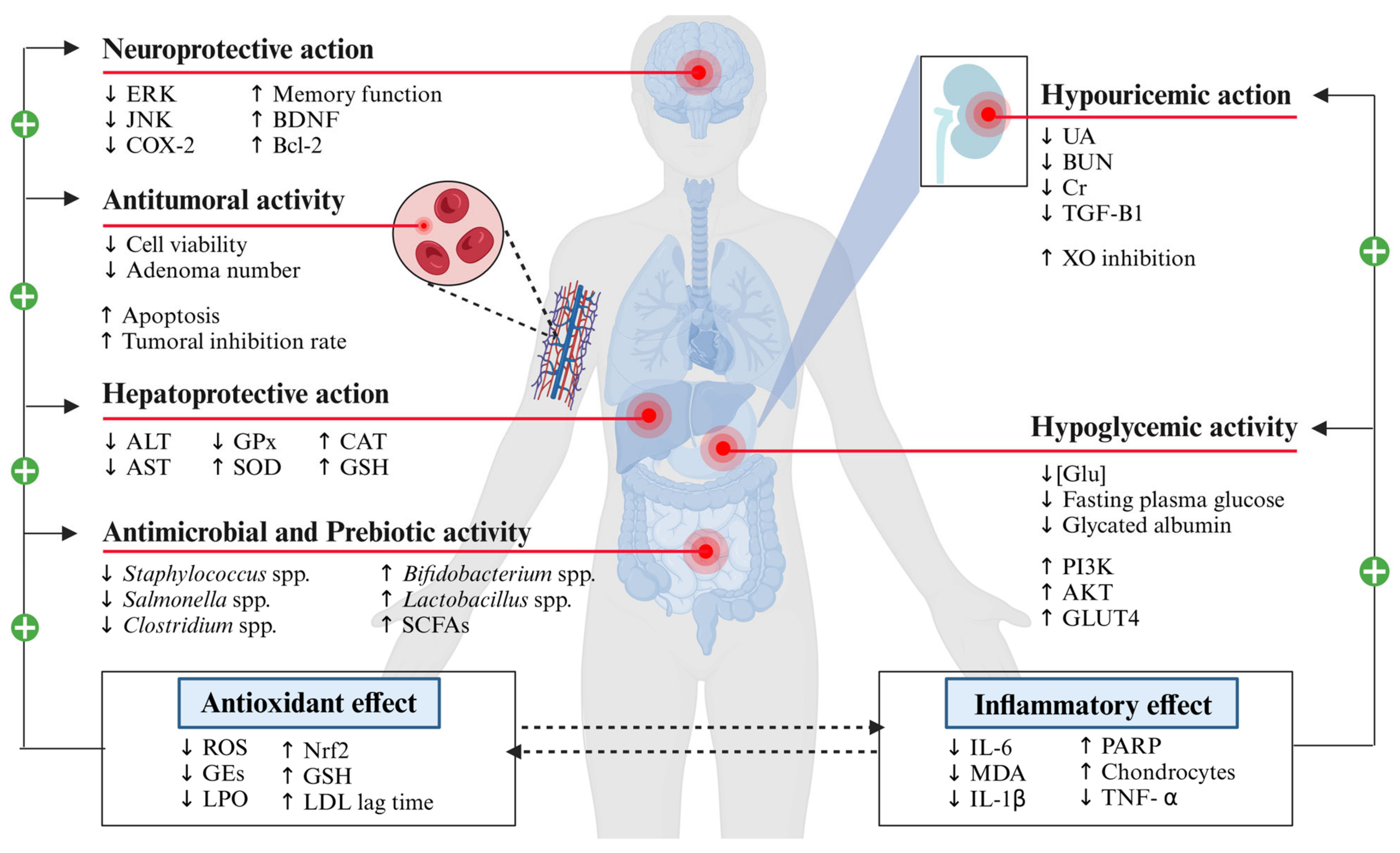 Antioxidants 13 00954 g003