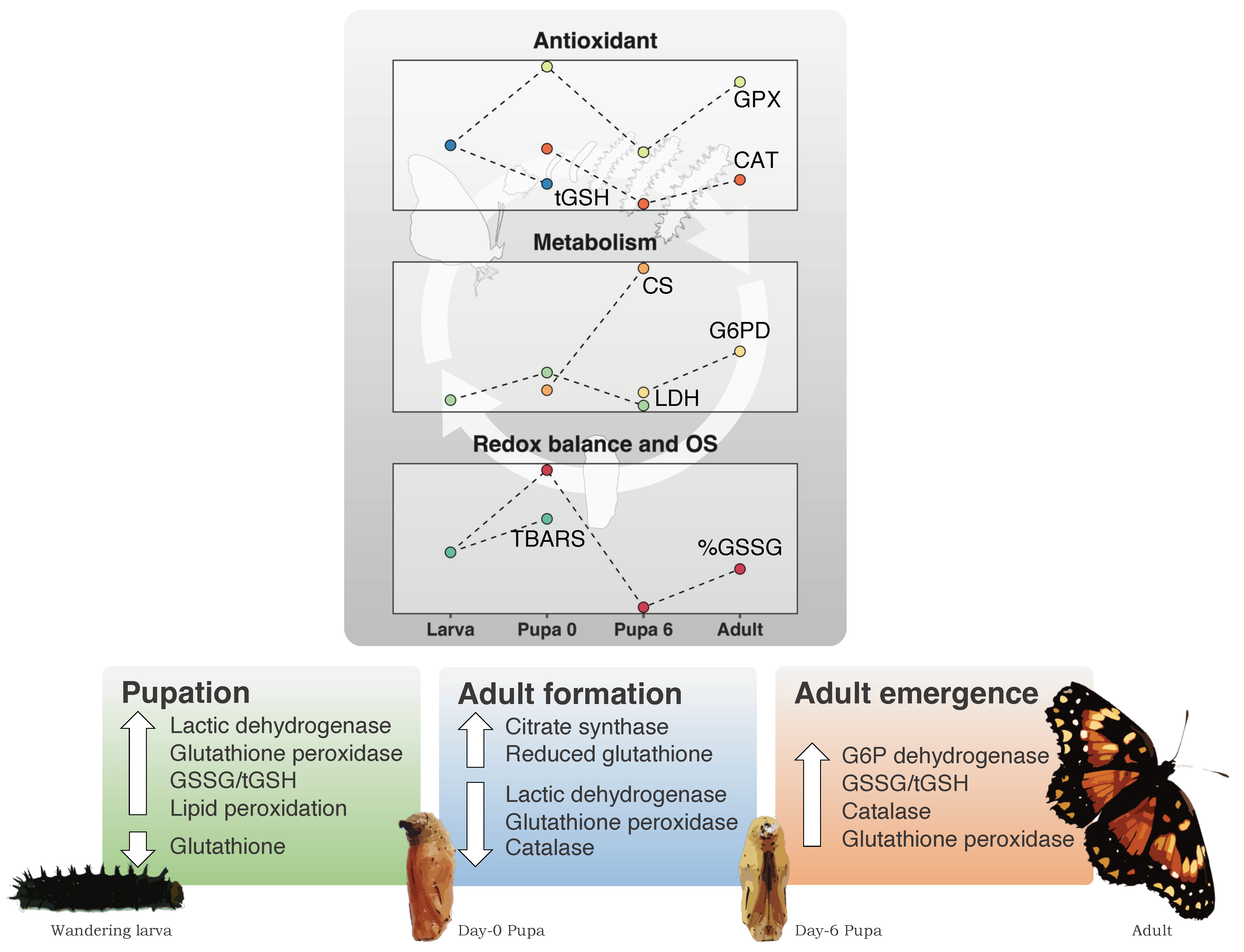 Antioxidants 13 00959 g003