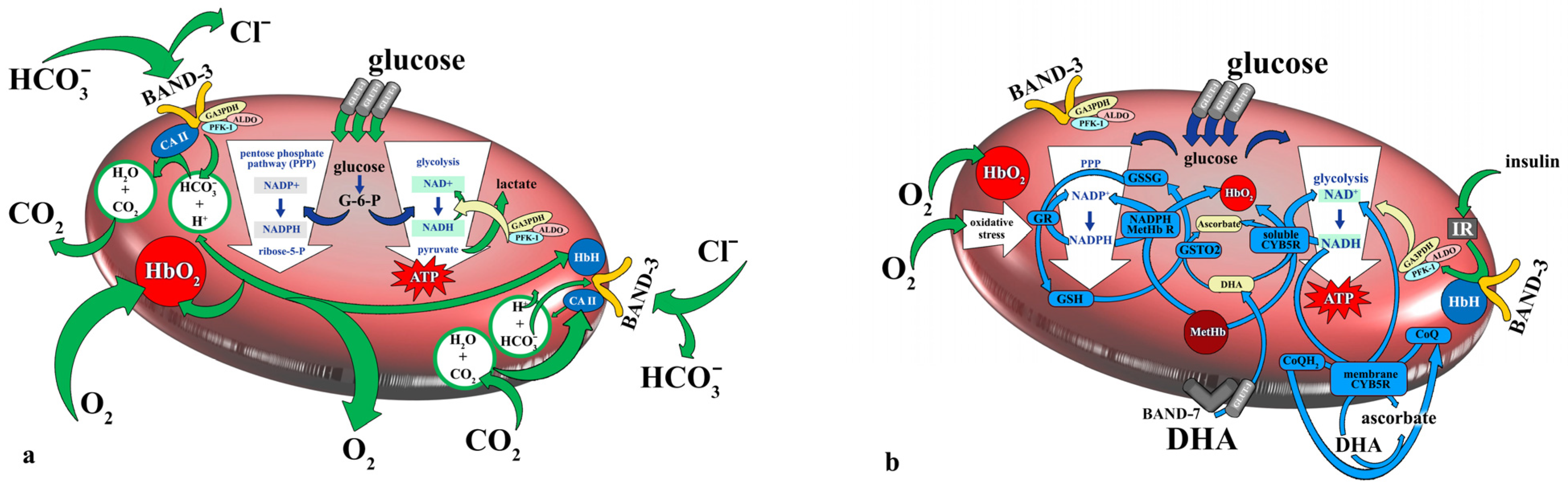 Antioxidants 13 00960 g002
