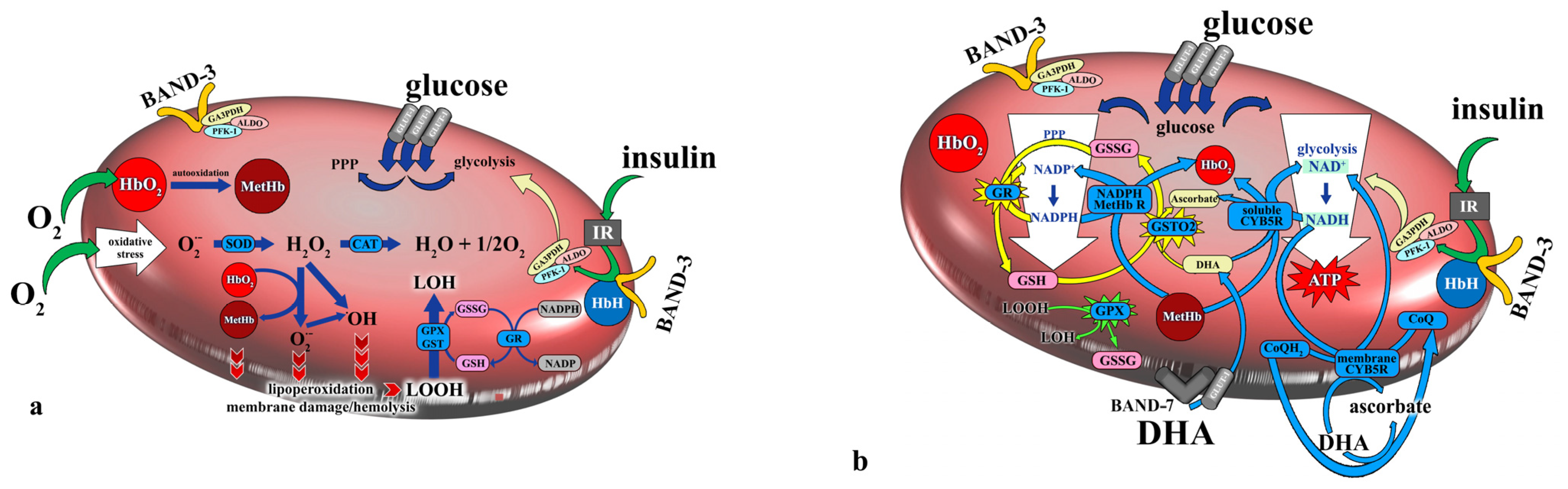 Antioxidants 13 00960 g003