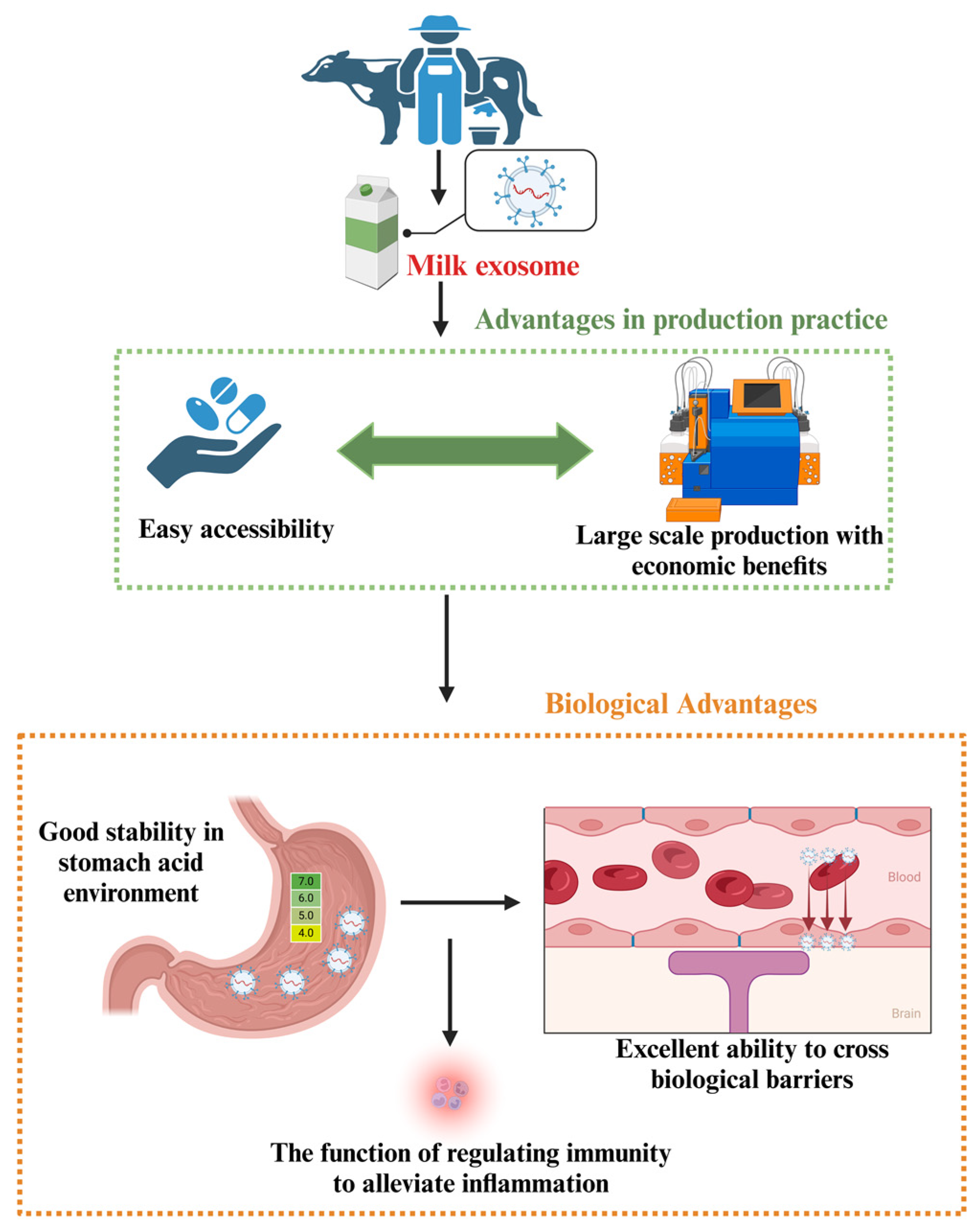 Antioxidants 13 00964 g003