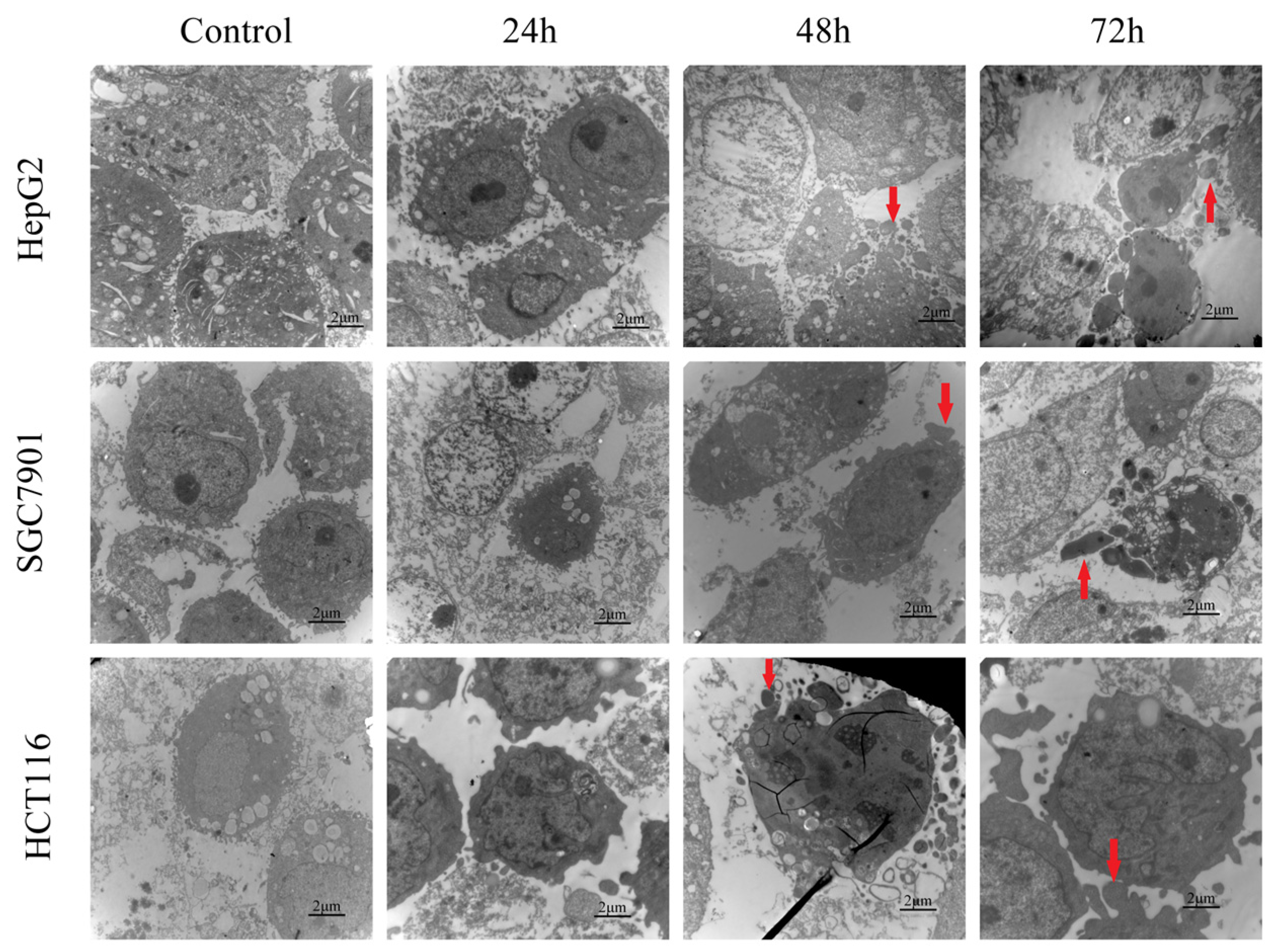 Antioxidants 13 00965 g012