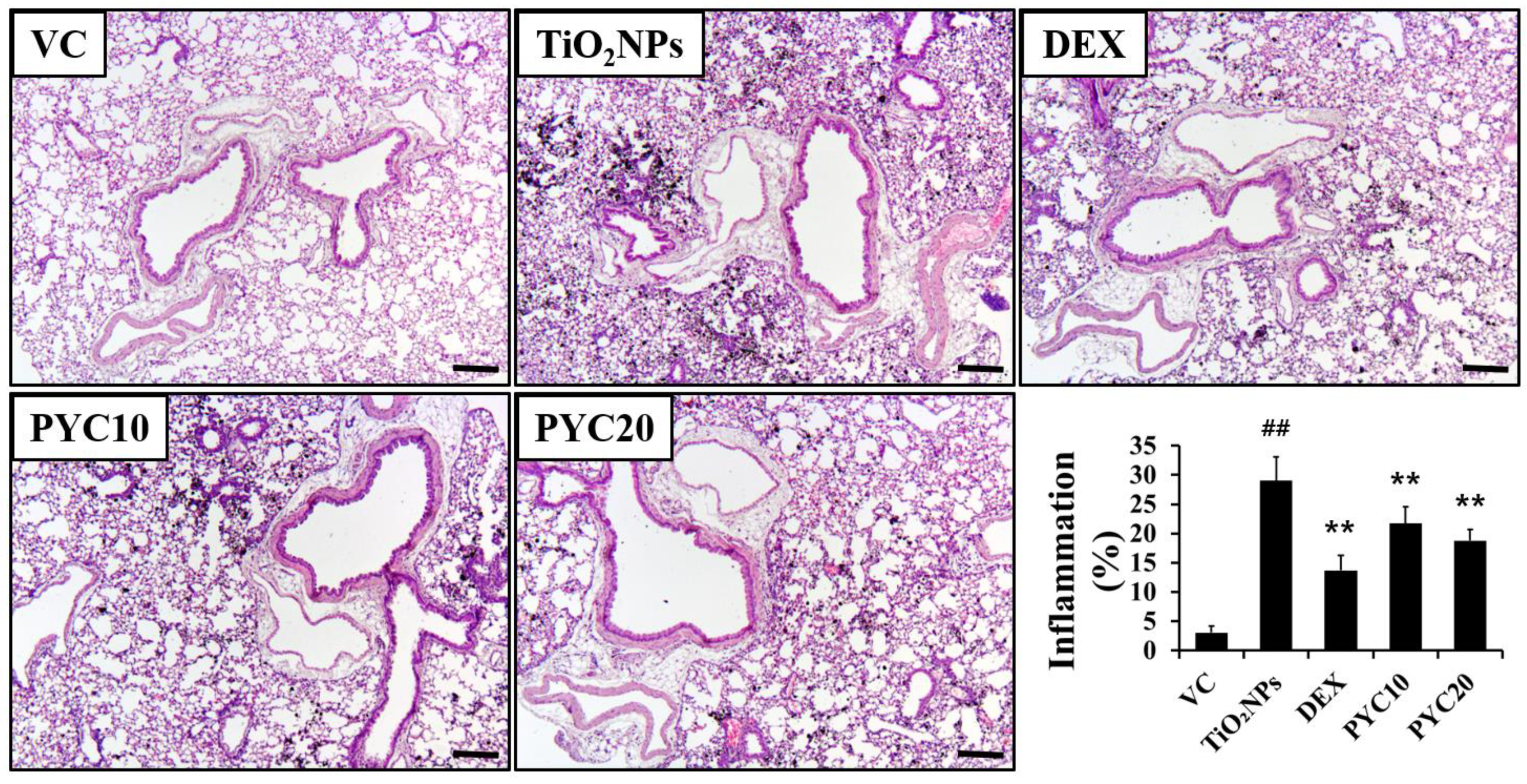 Antioxidants 13 00972 g003