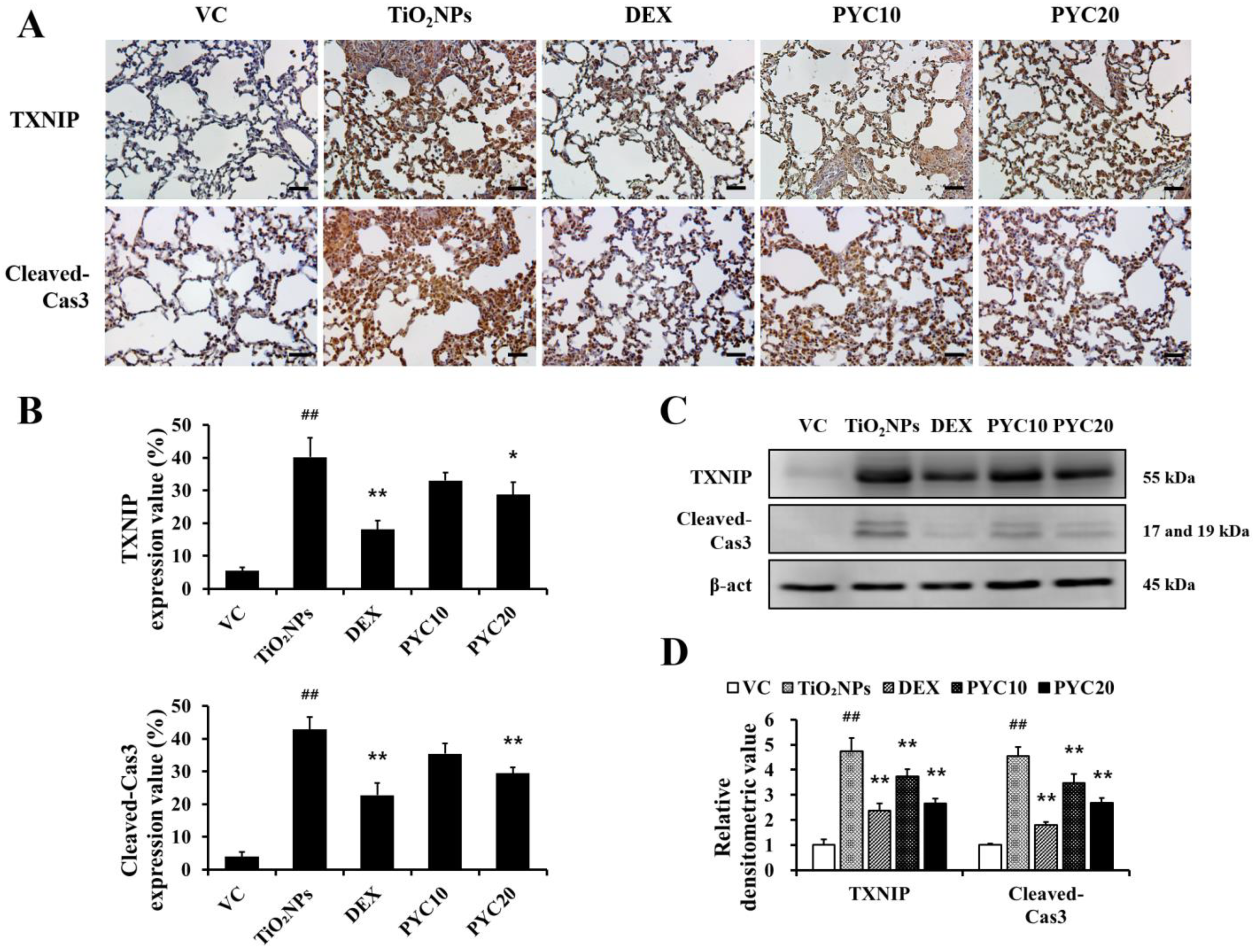 Antioxidants 13 00972 g006