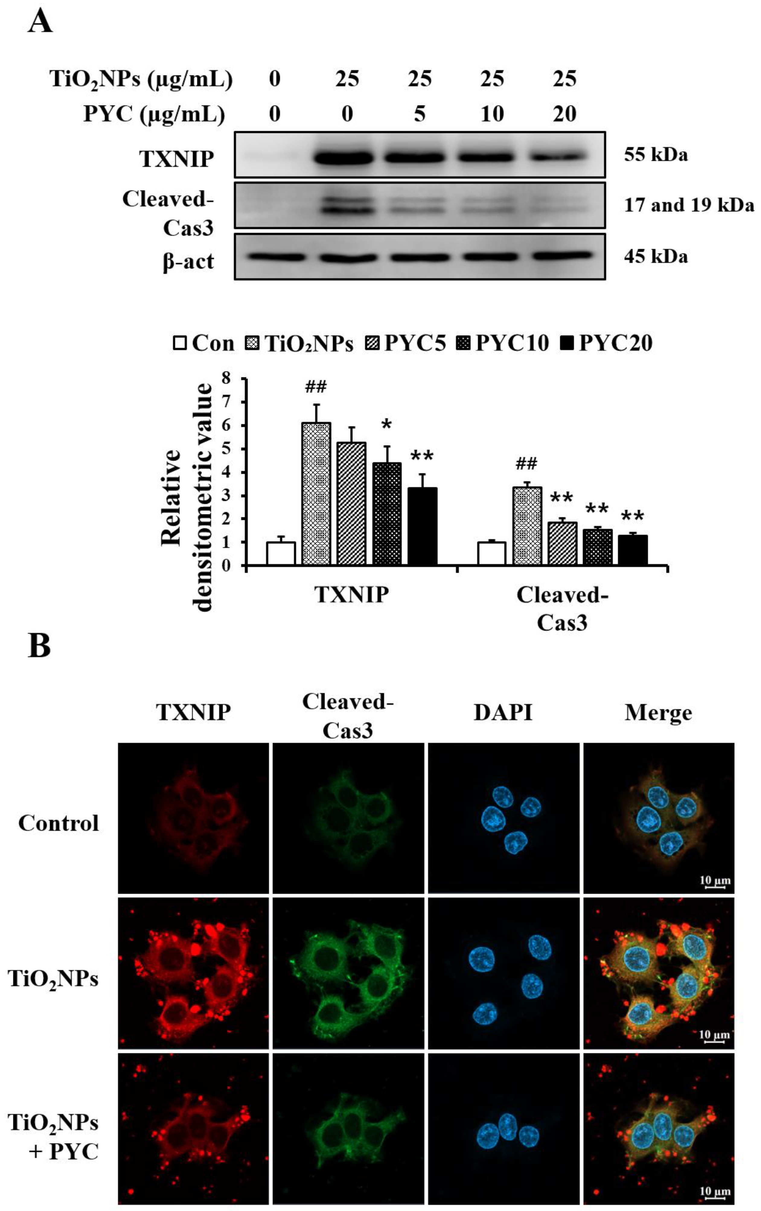 Antioxidants 13 00972 g008