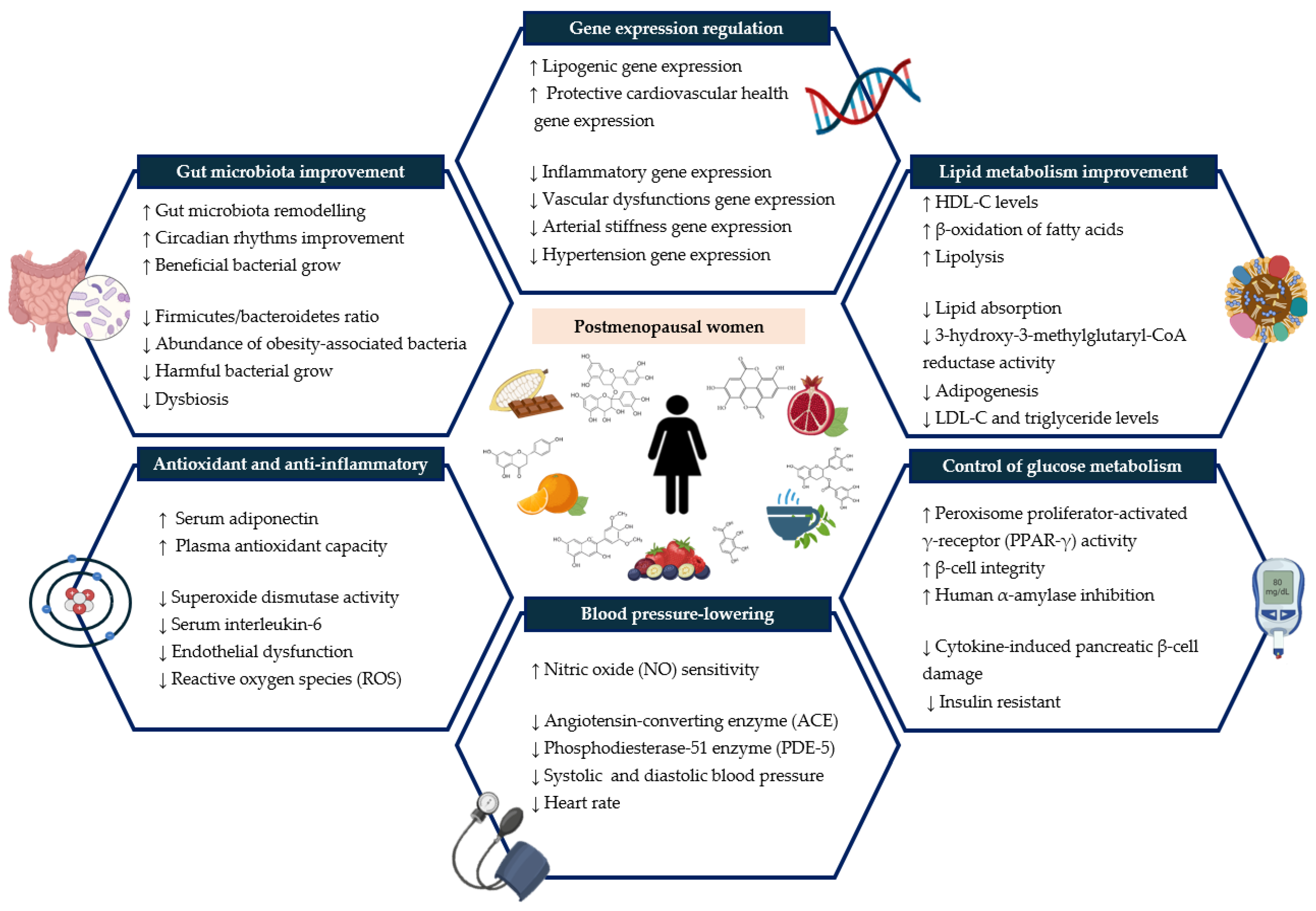 Antioxidants 13 00973 g003