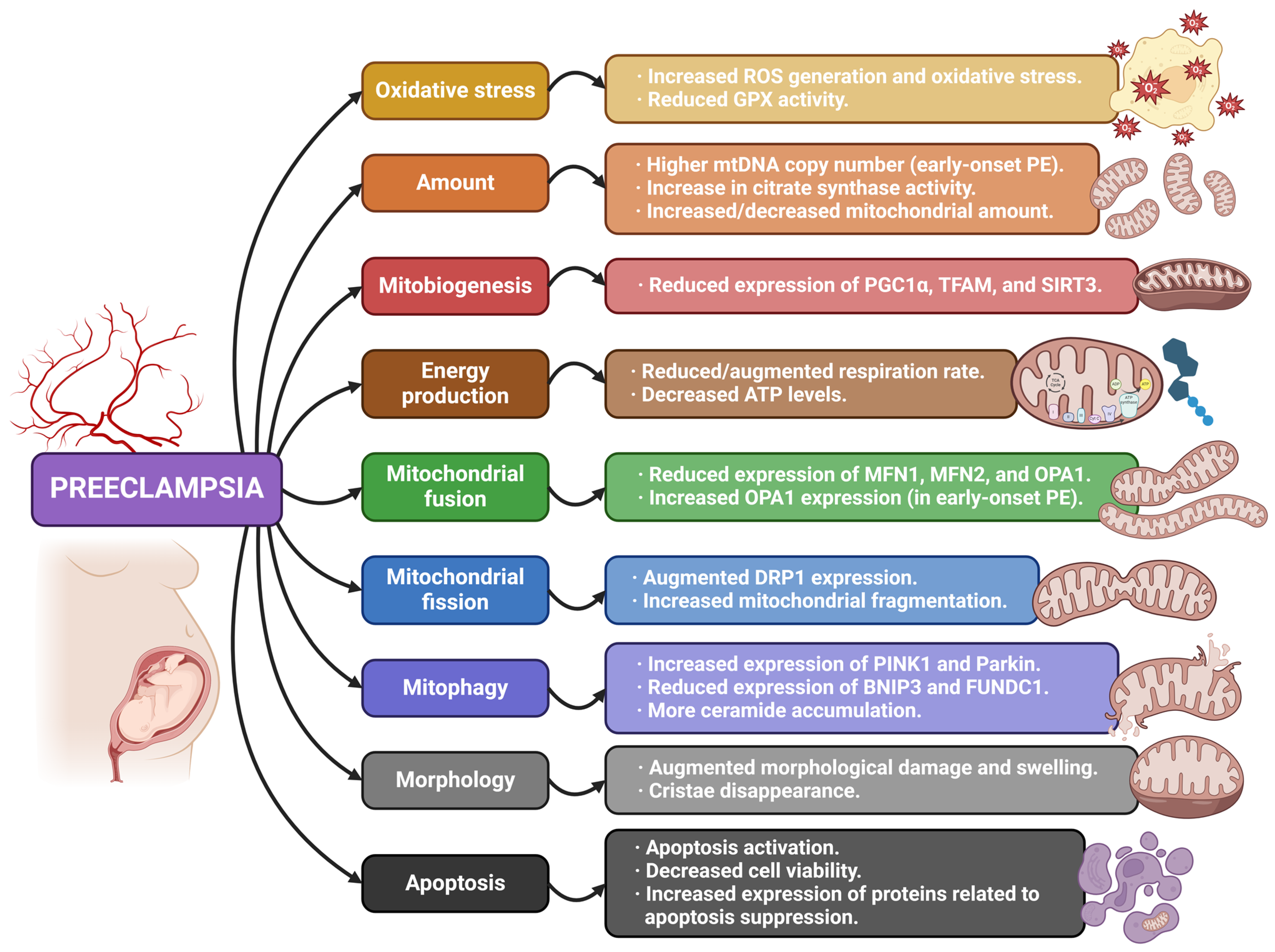 Antioxidants 13 00979 g002