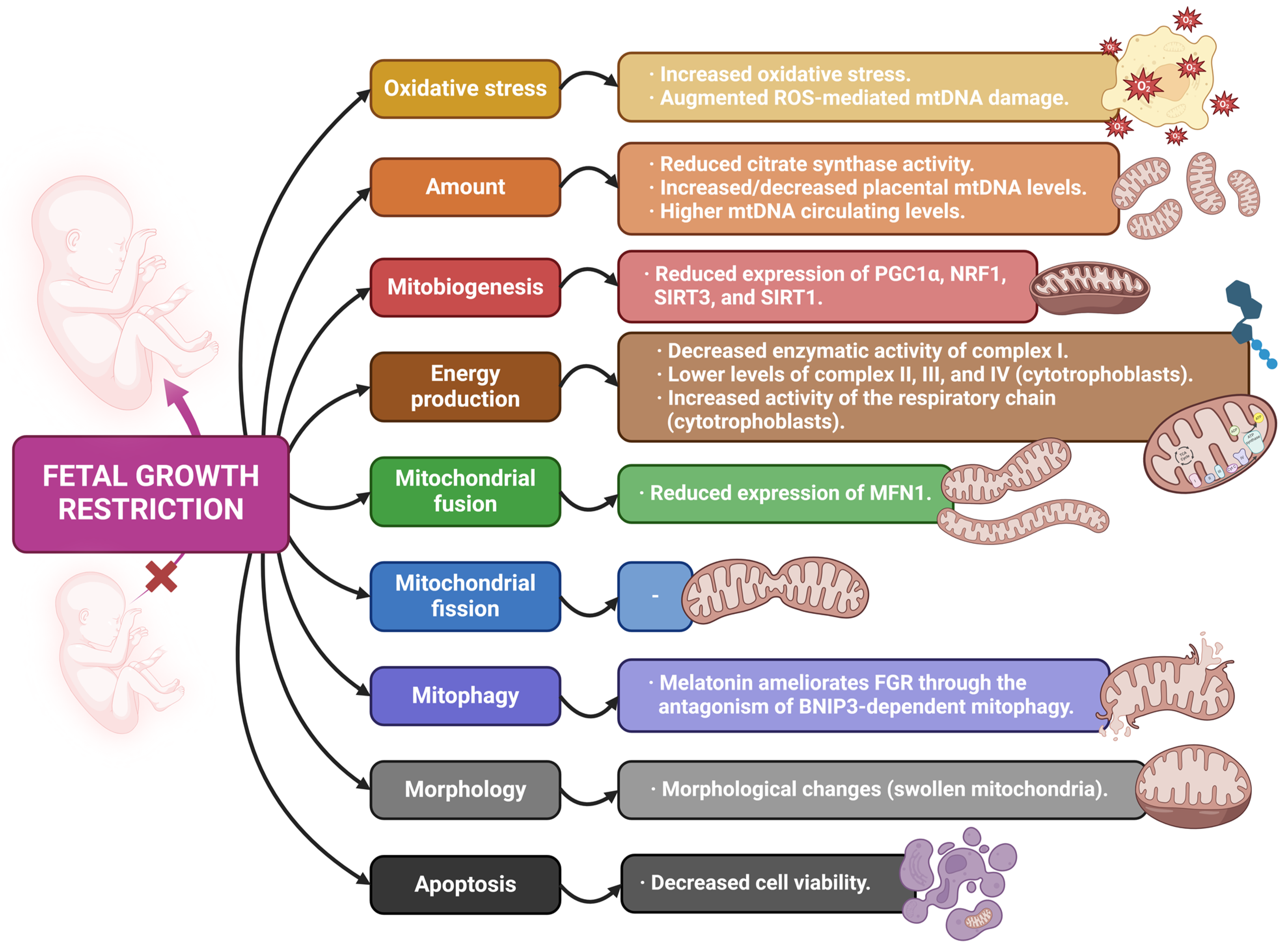 Antioxidants 13 00979 g003