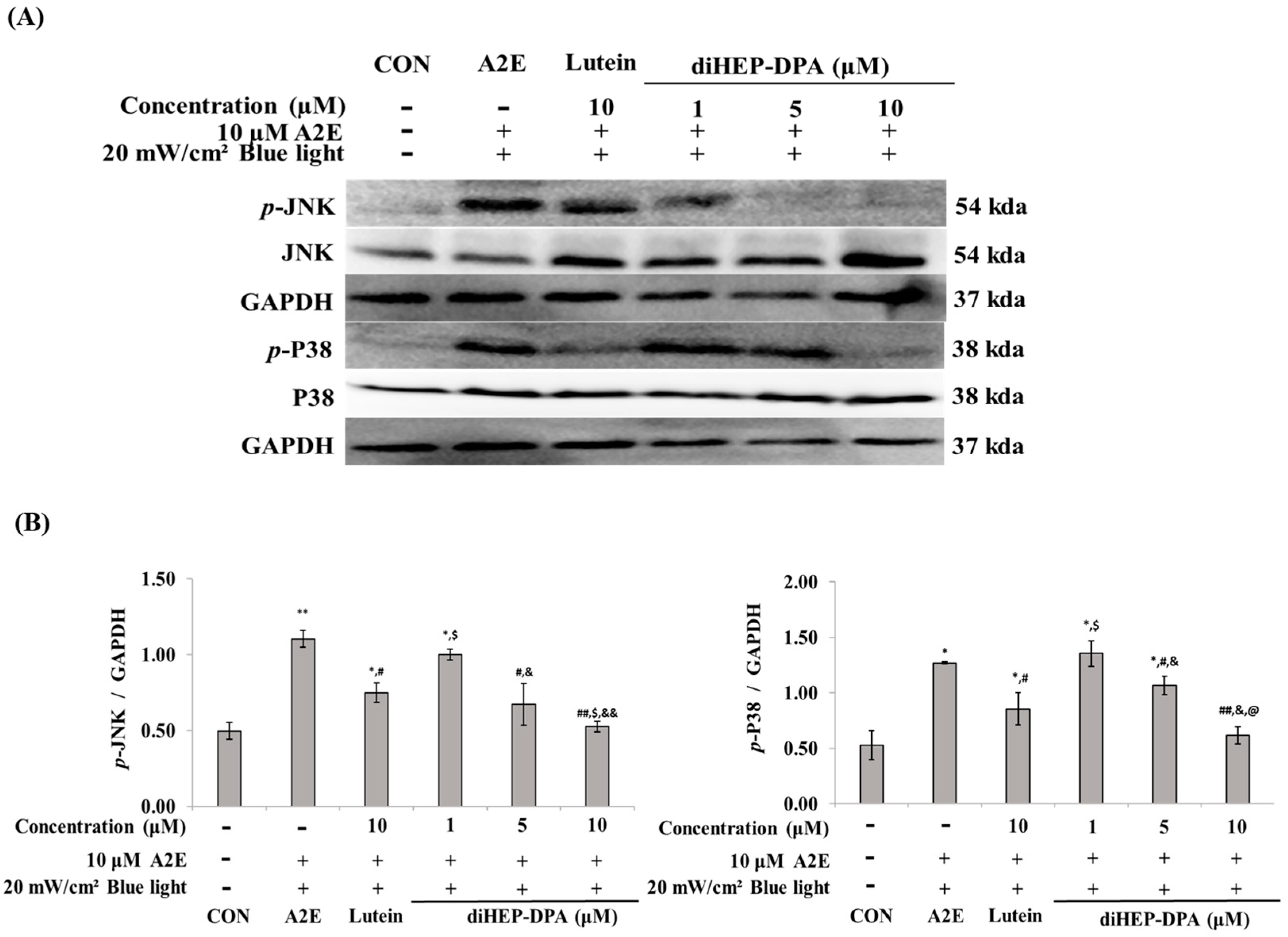 Antioxidants 13 00982 g004