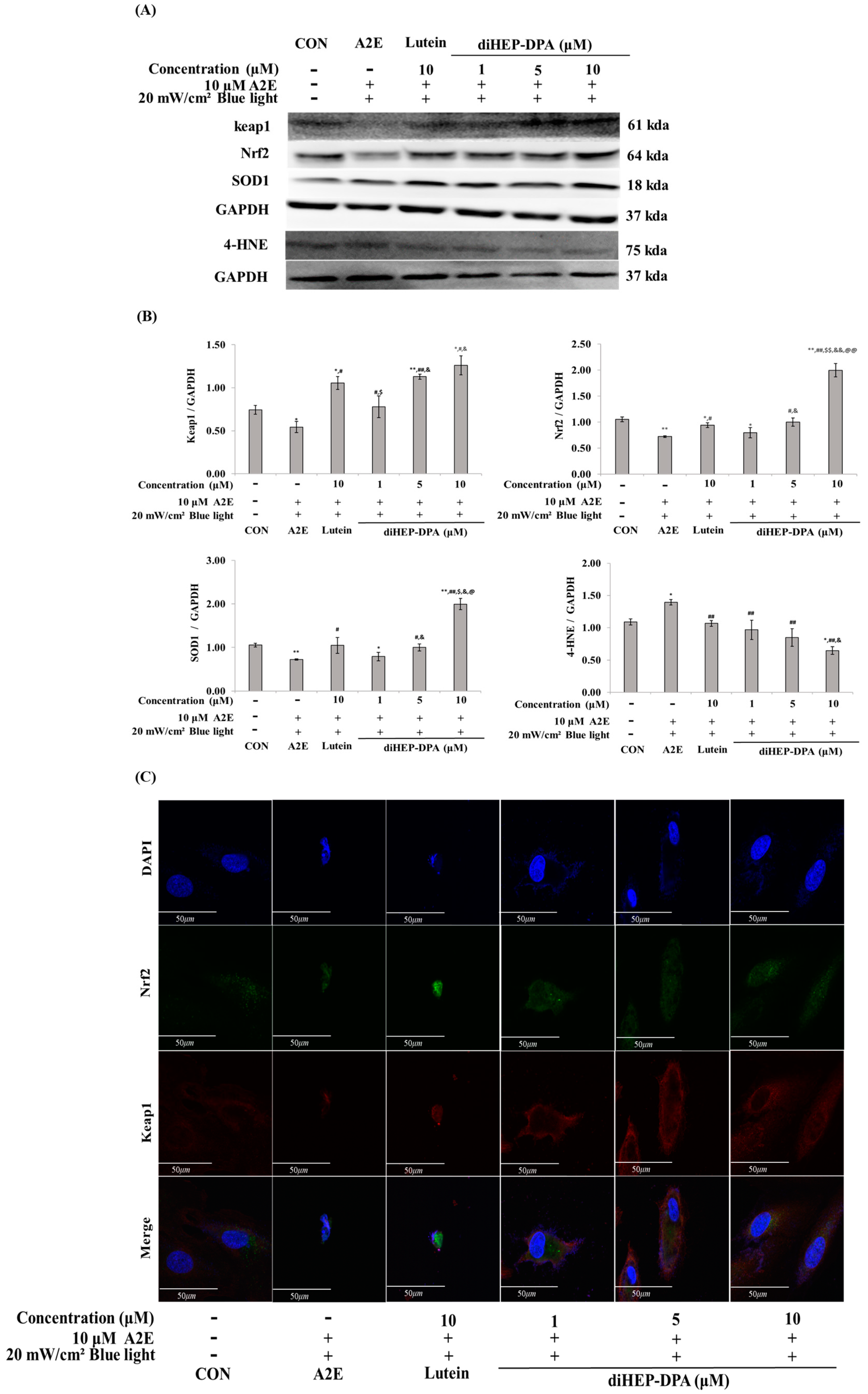 Antioxidants 13 00982 g006