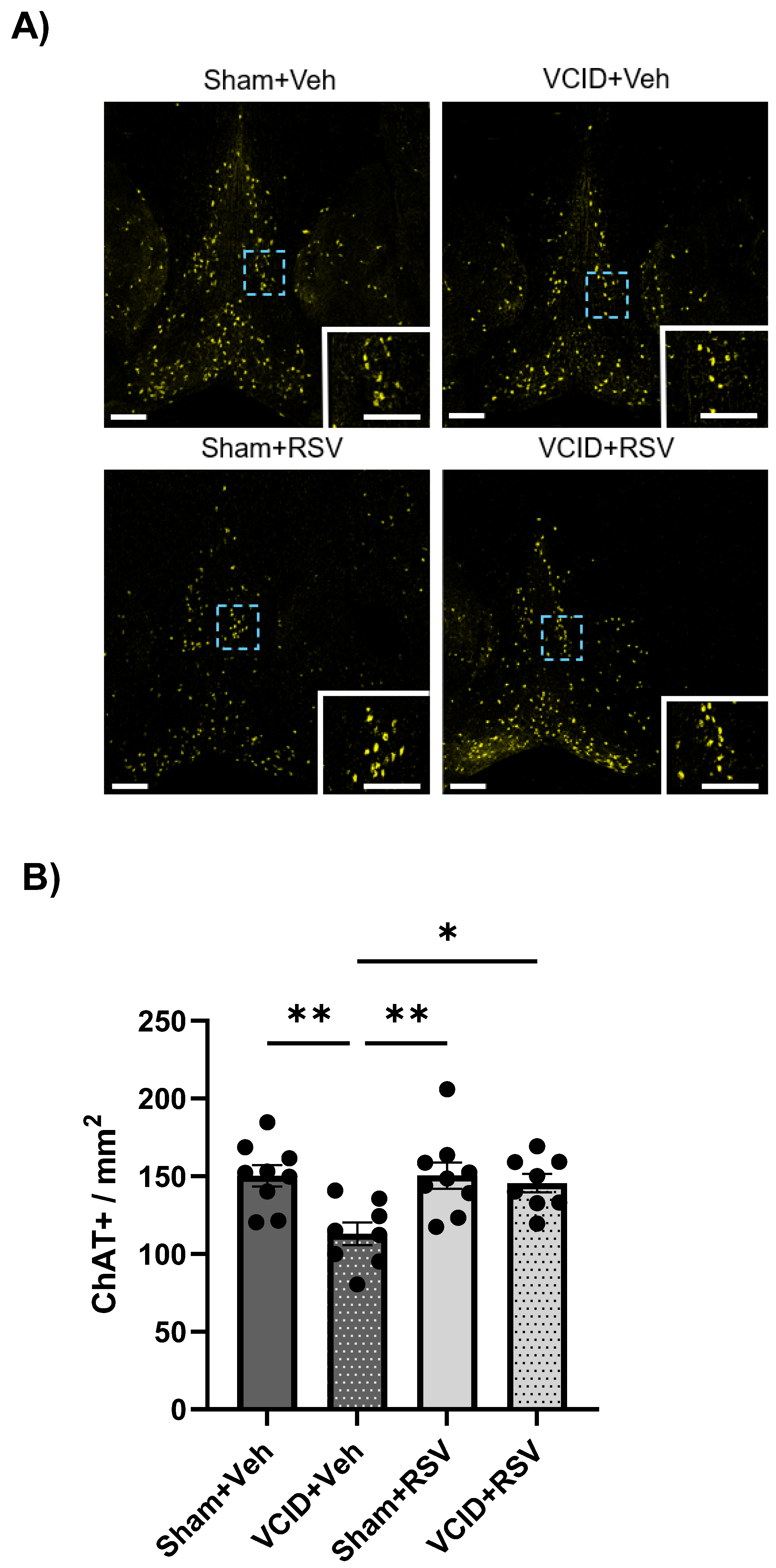 Antioxidants 13 00984 g006