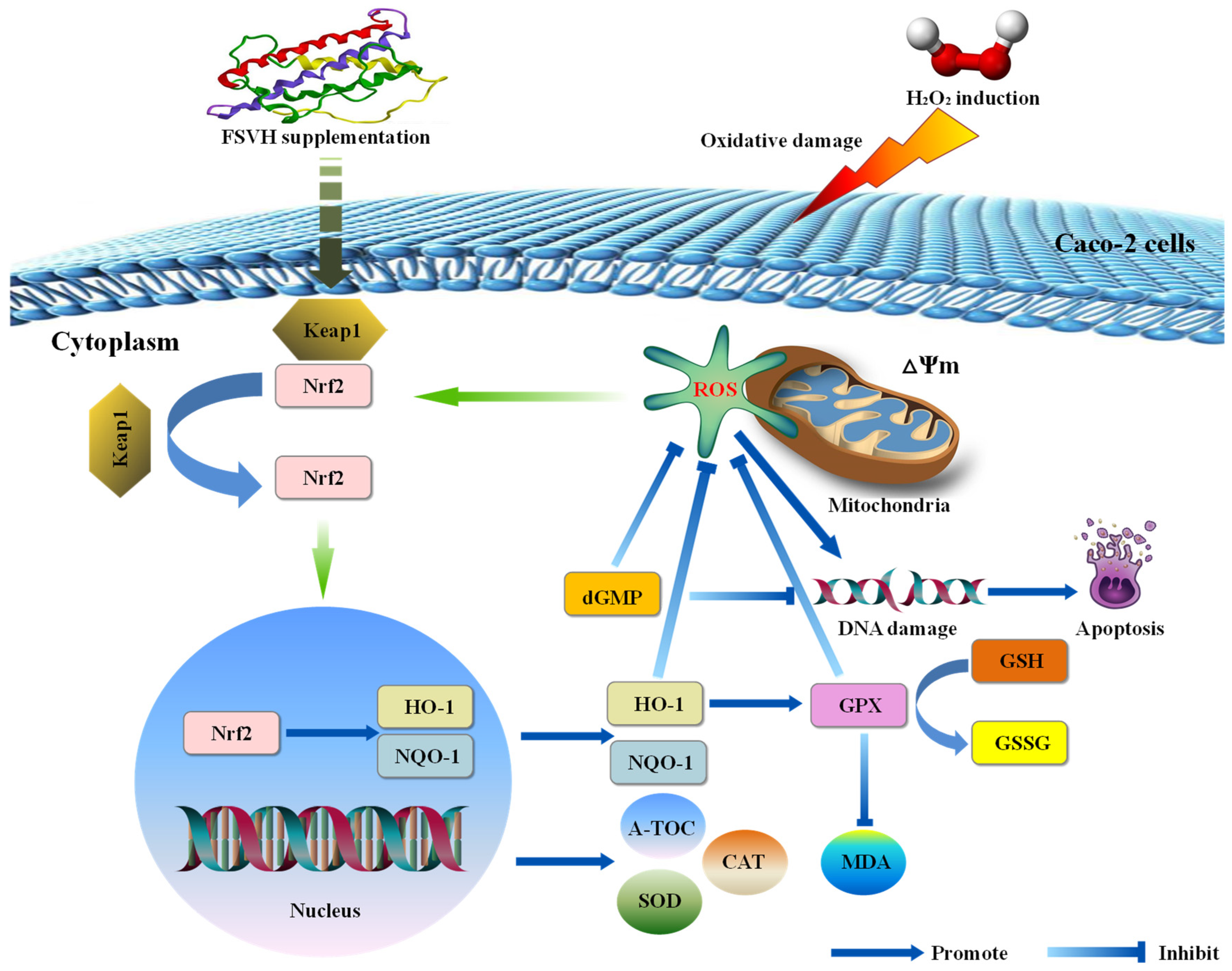 Antioxidants 13 00988 g010