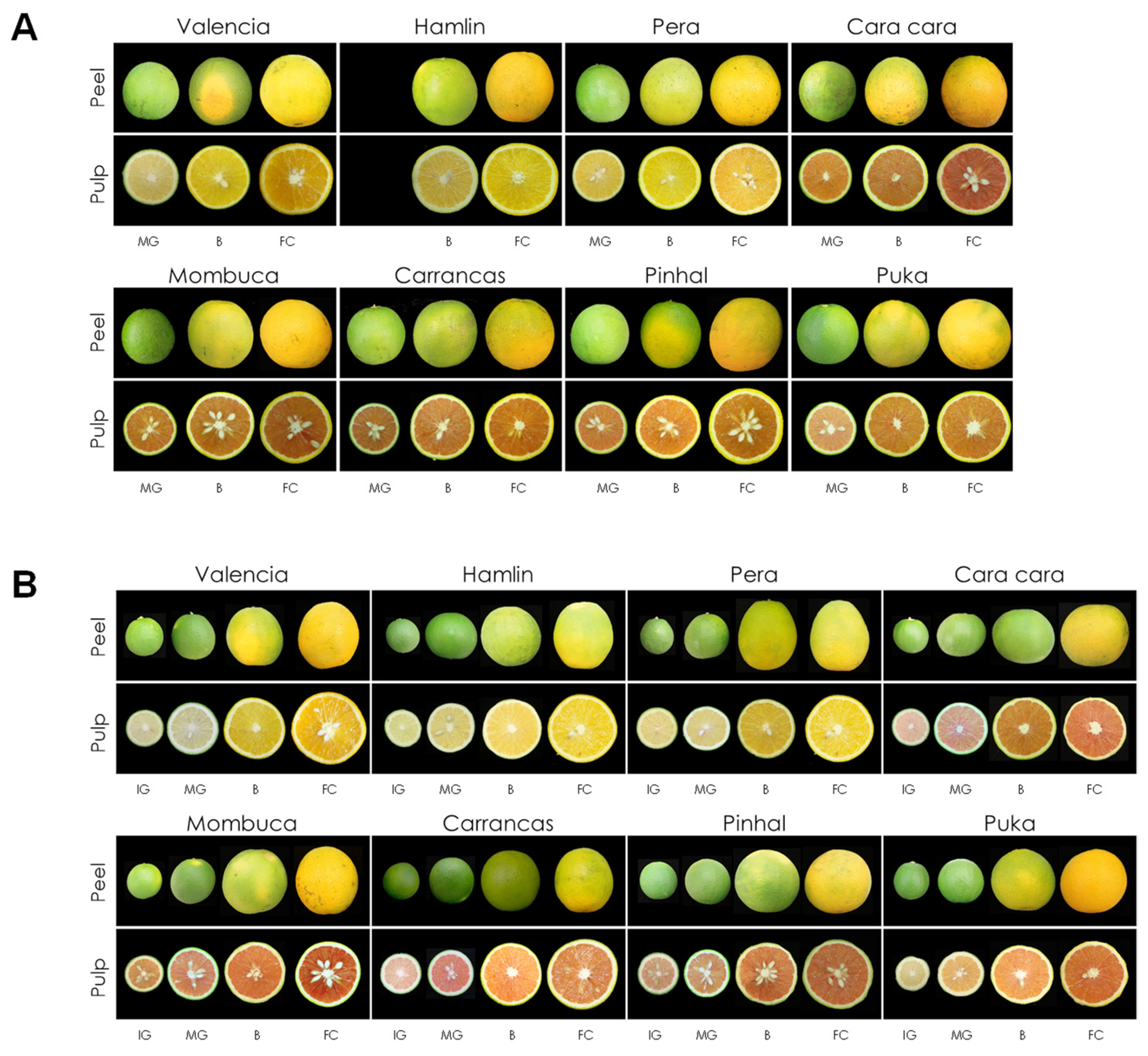 Antioxidants 13 00994 g002