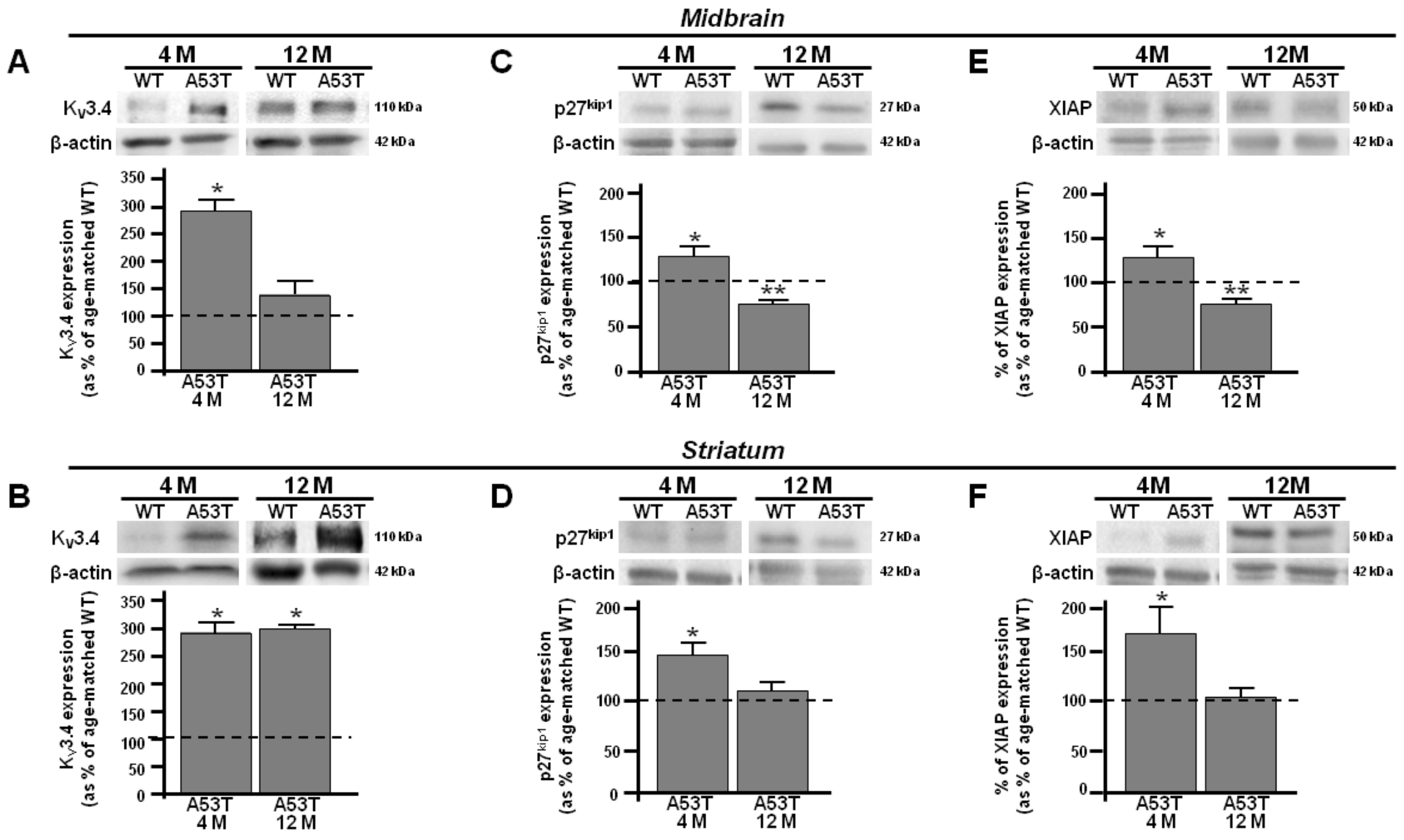 Antioxidants 13 00999 g001