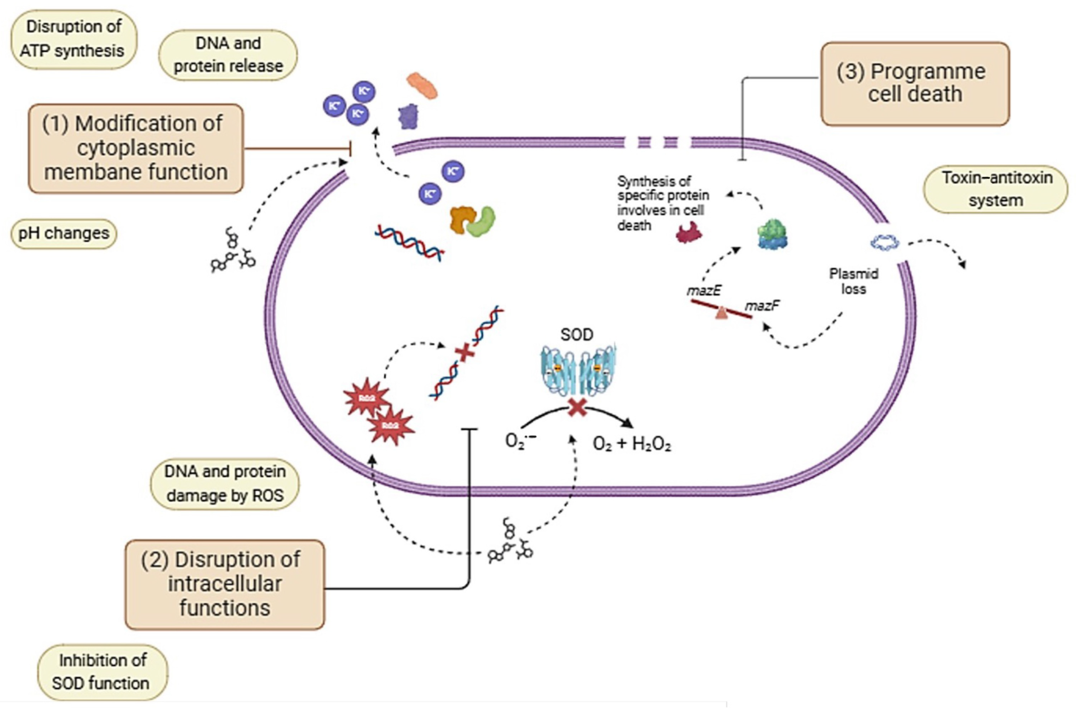 Antioxidants 13 01001 g004