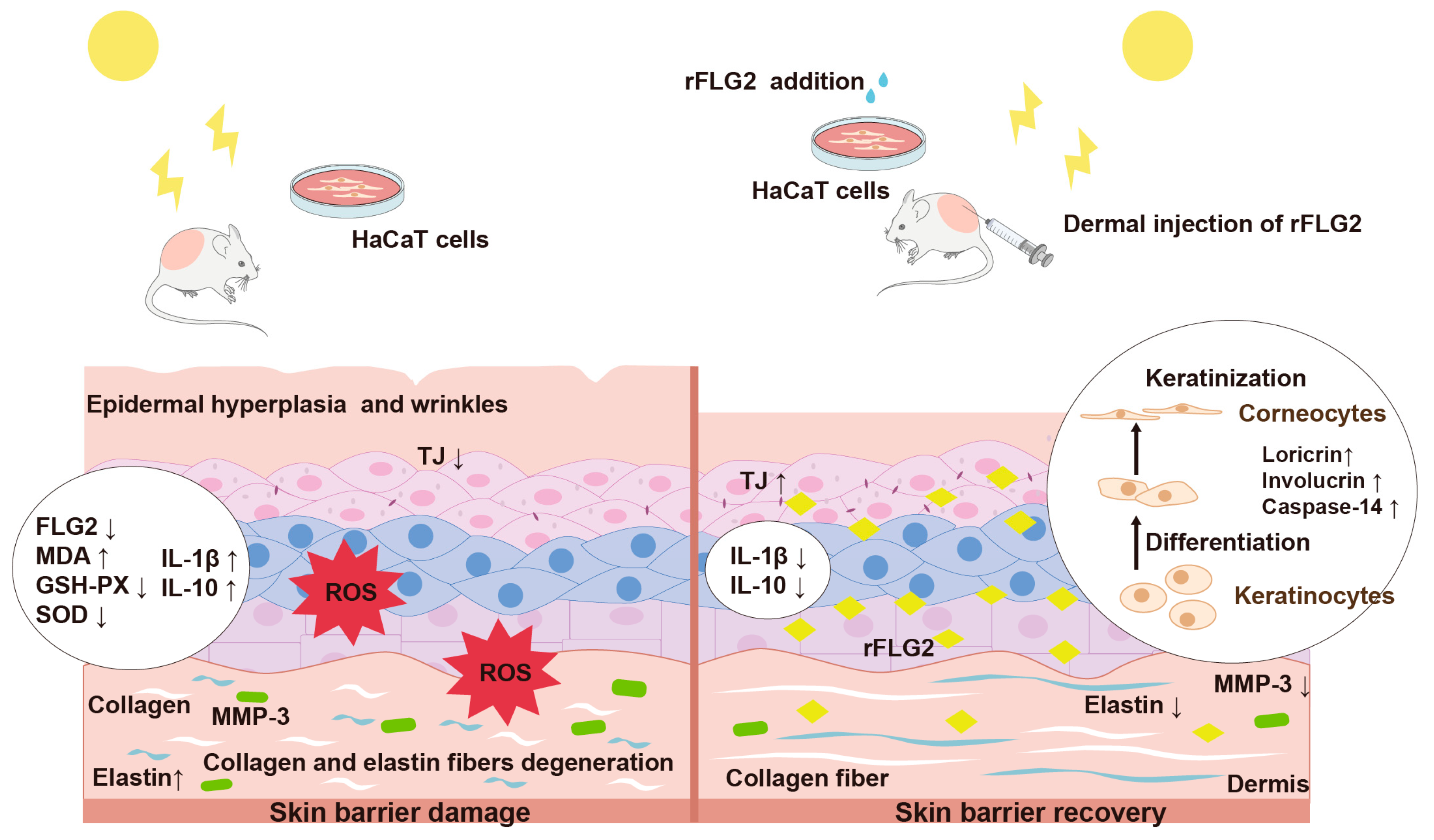Antioxidants 13 01002 g009