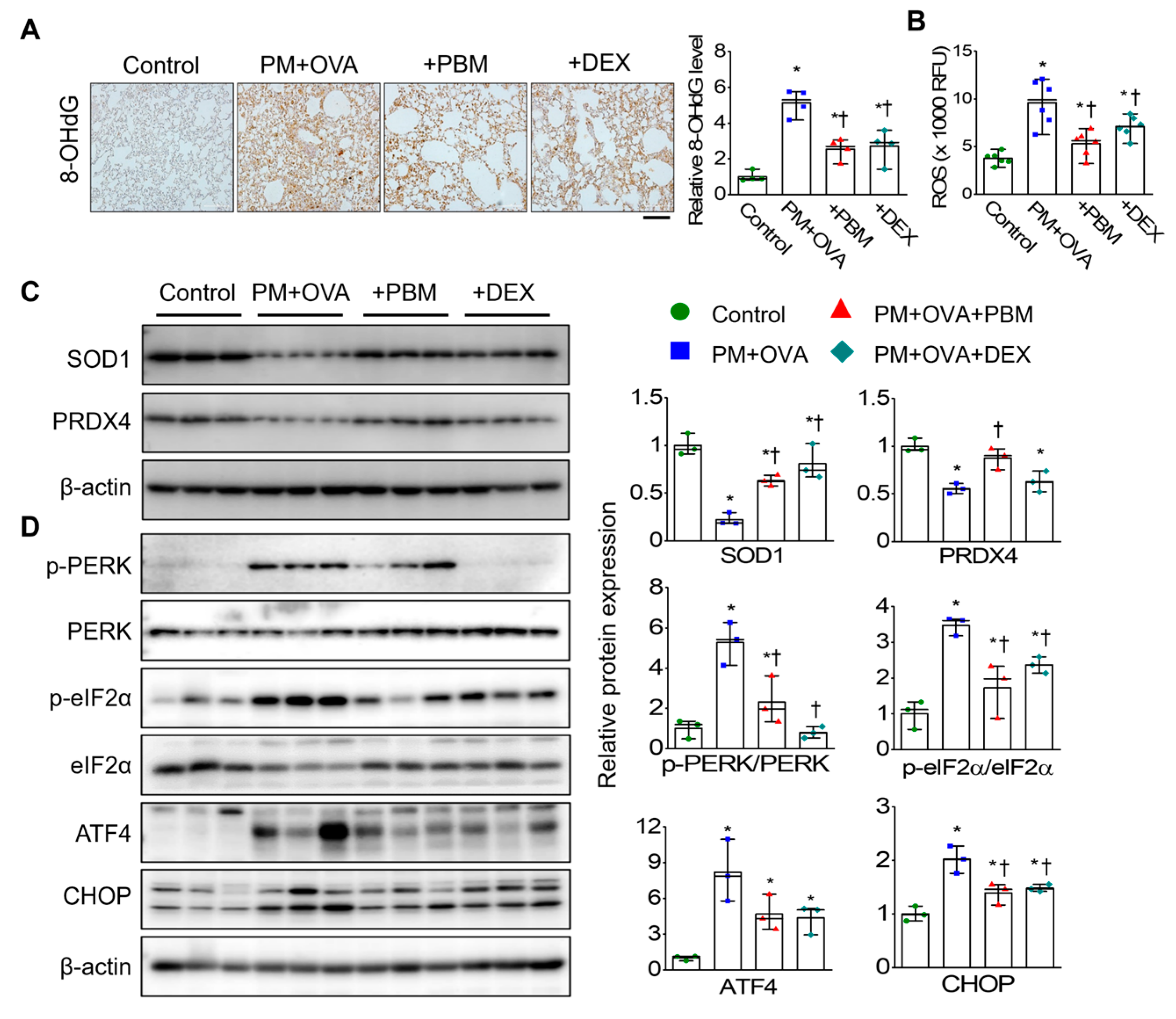Antioxidants 13 01003 g004