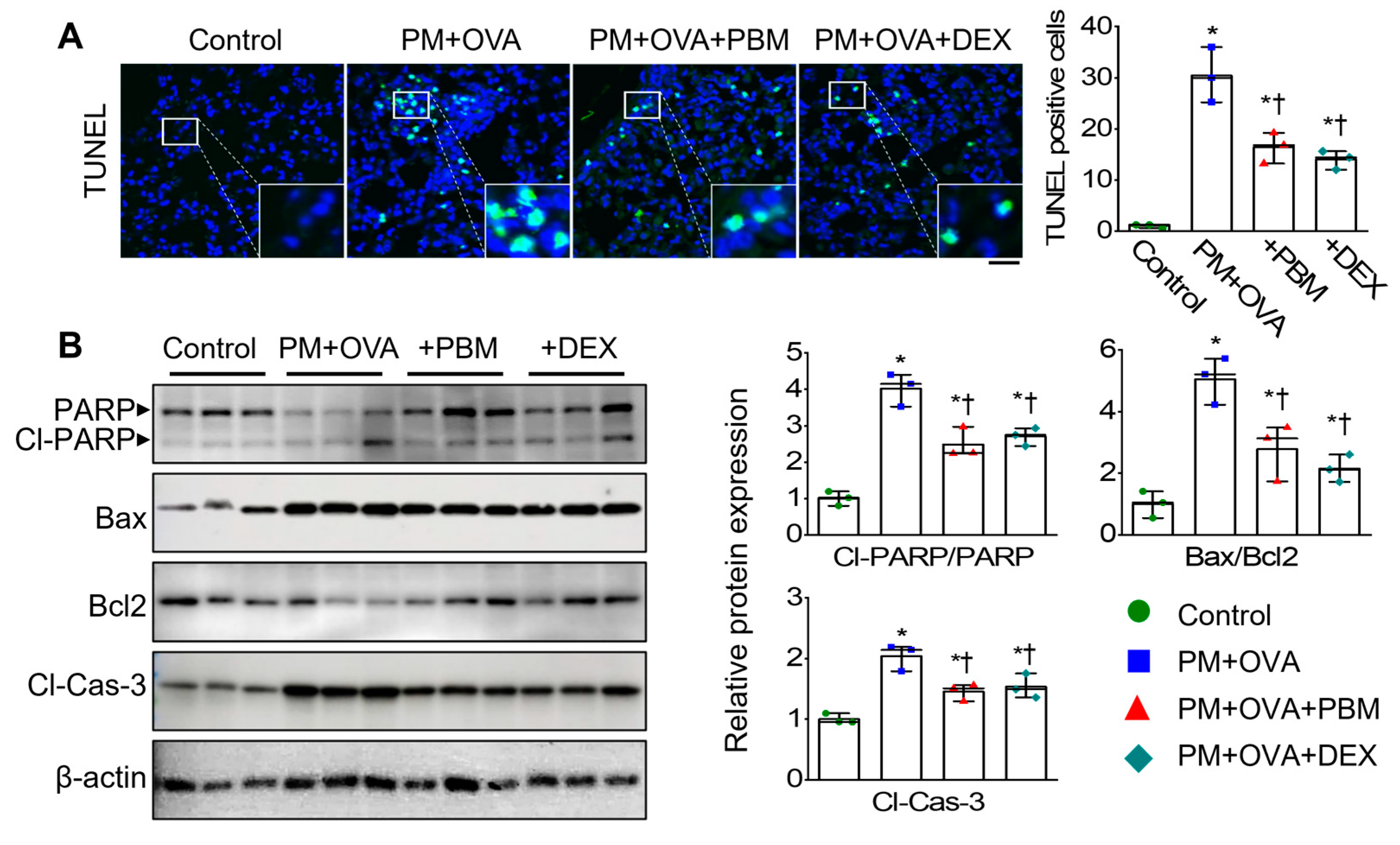 Antioxidants 13 01003 g005
