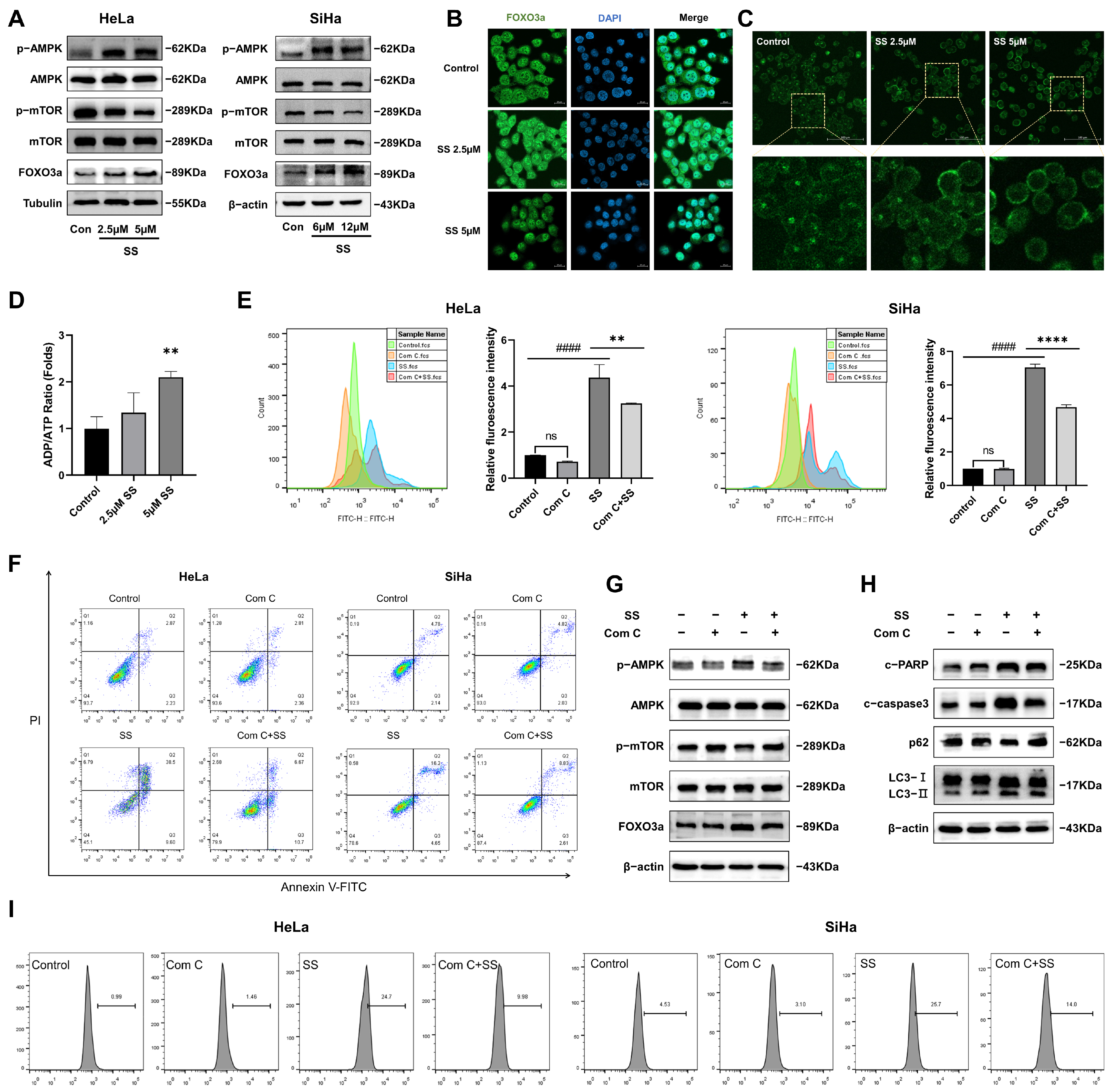 Antioxidants 13 01004 g004