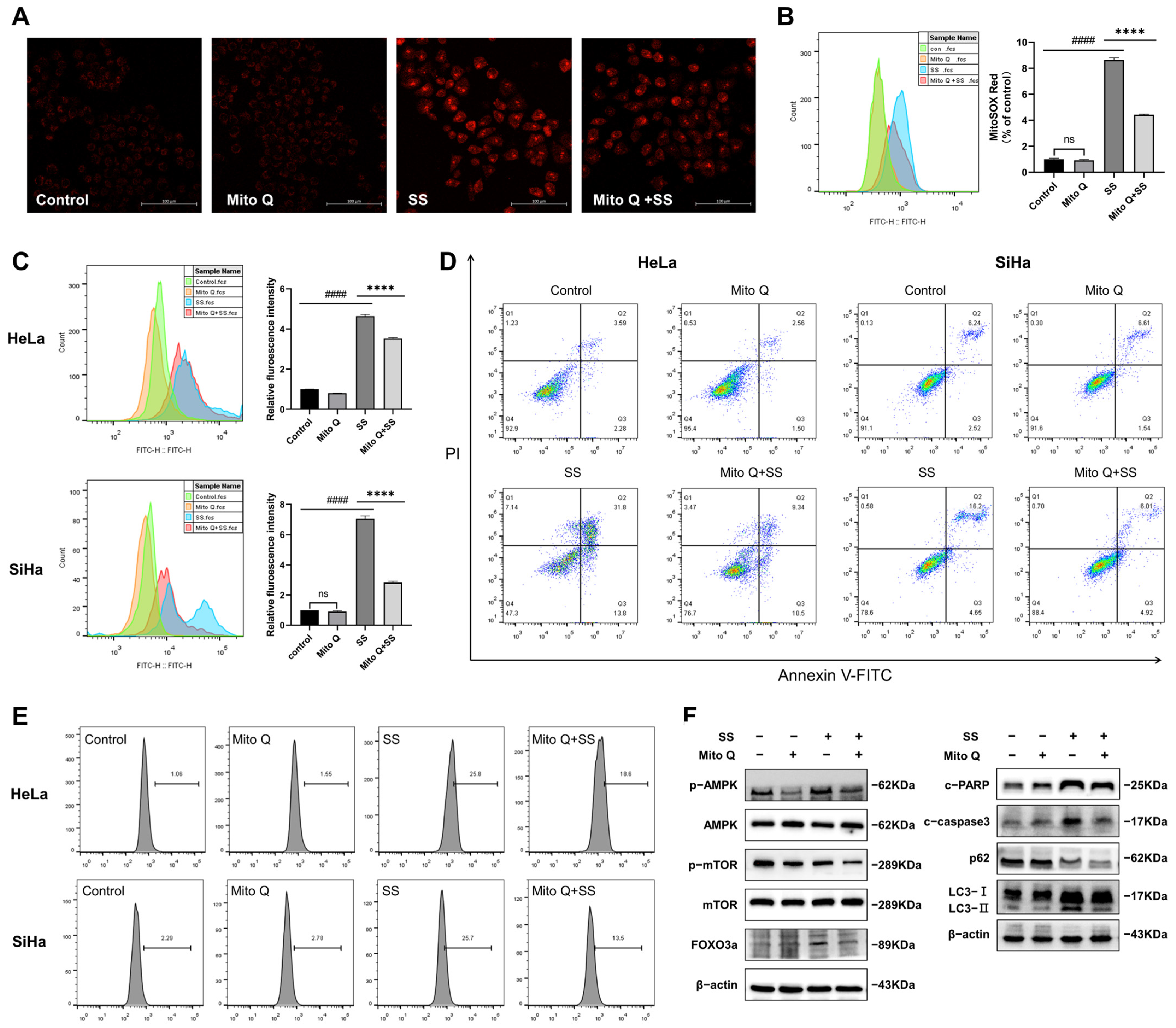 Antioxidants 13 01004 g006