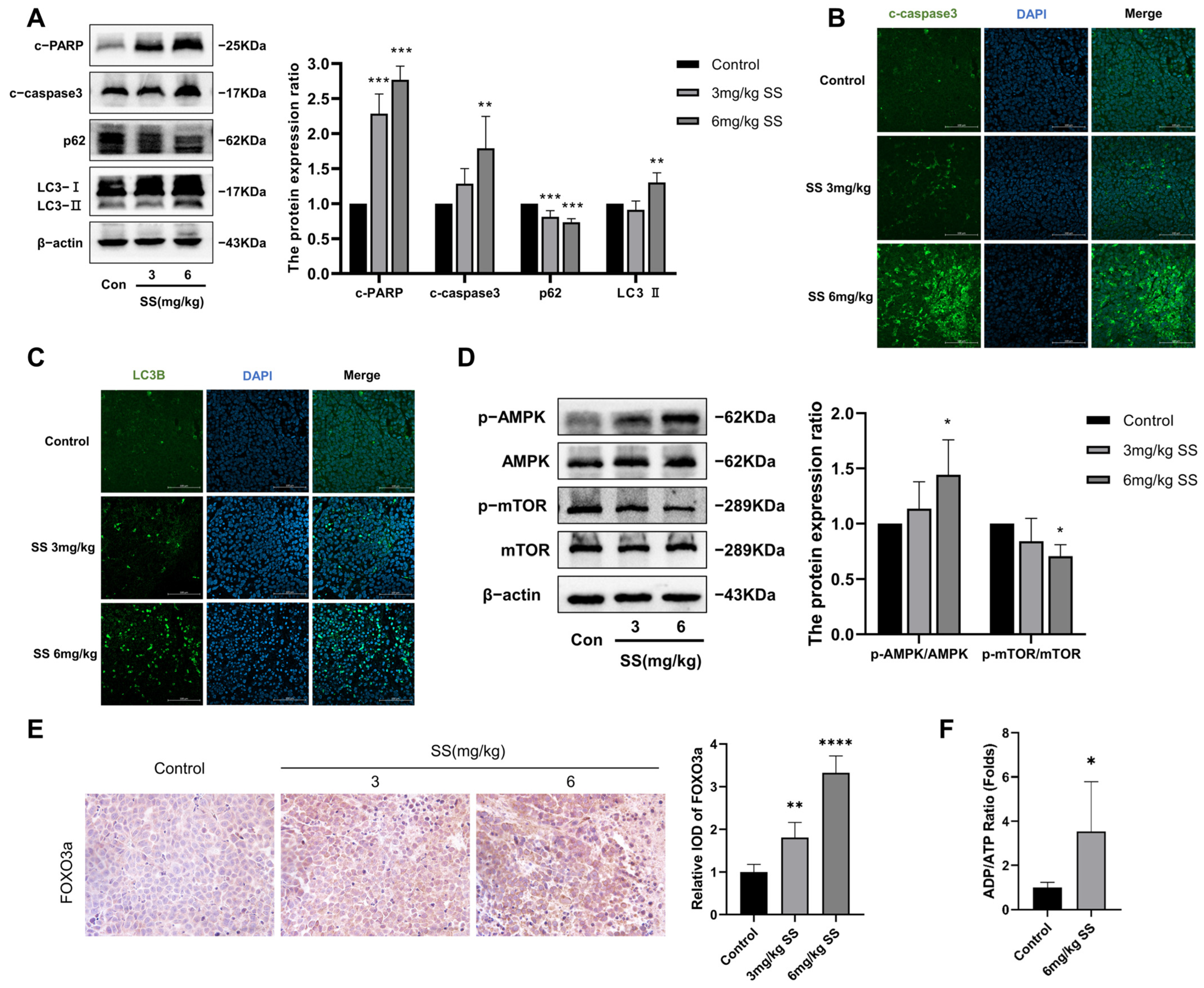 Antioxidants 13 01004 g008