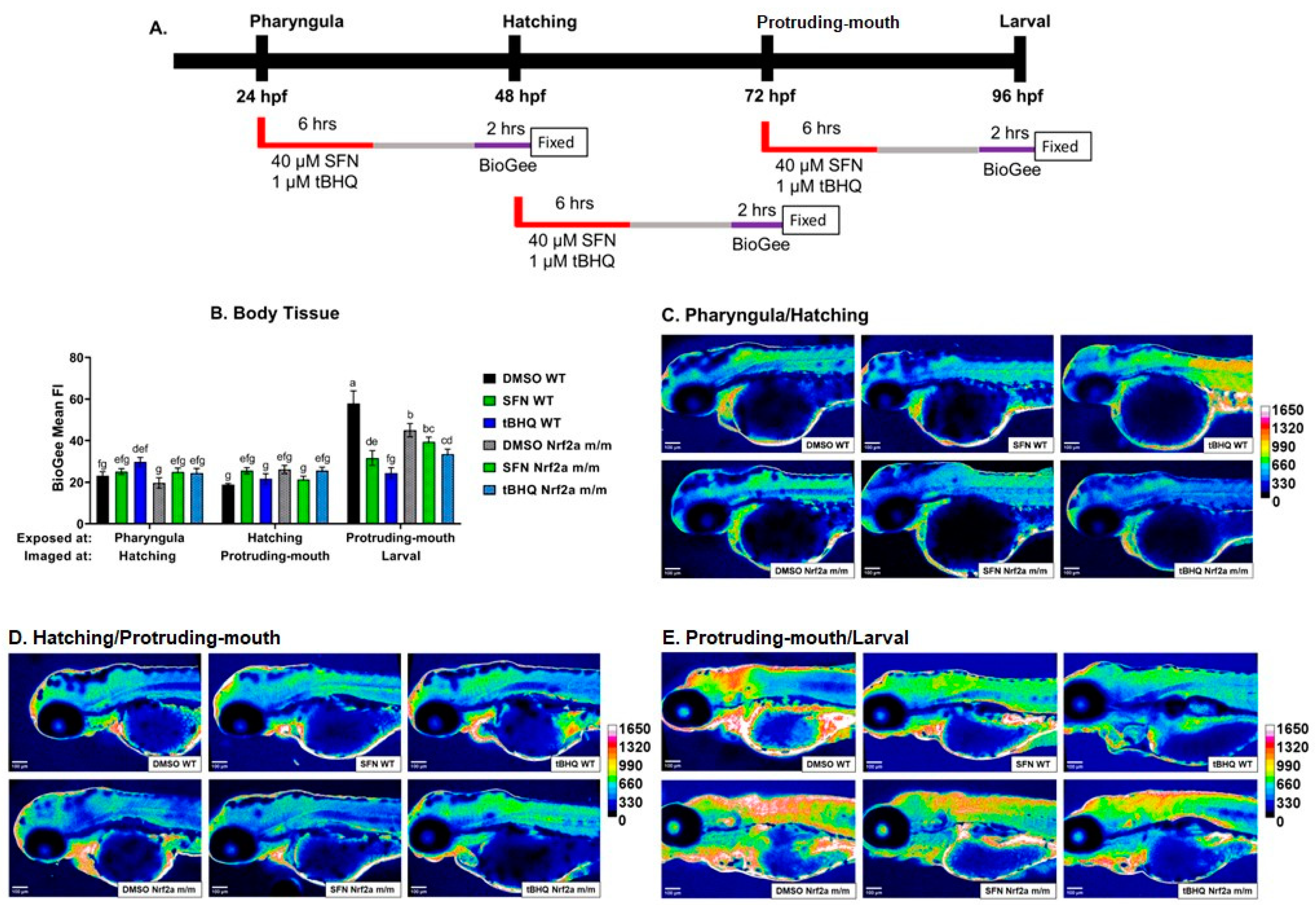 Antioxidants 13 01006 g005