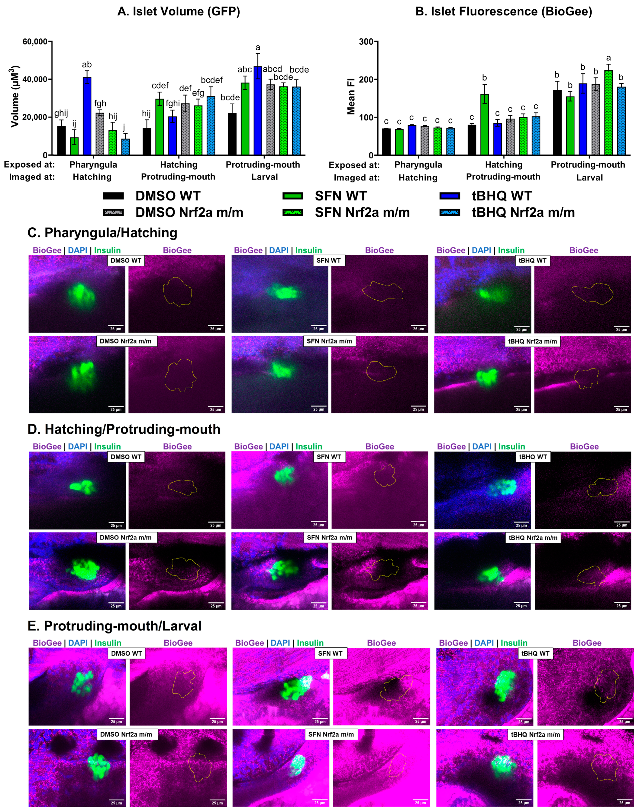 Antioxidants 13 01006 g006