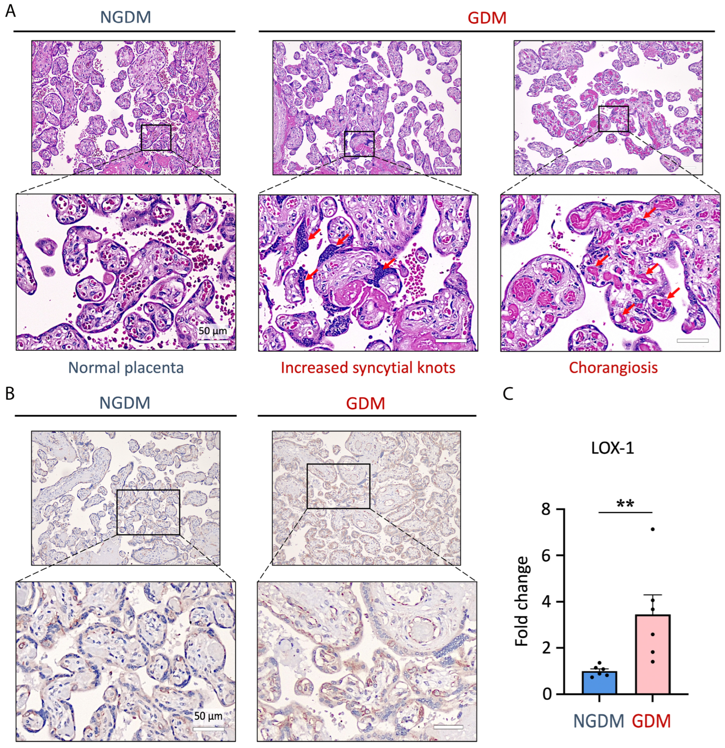 Antioxidants 13 01007 g001