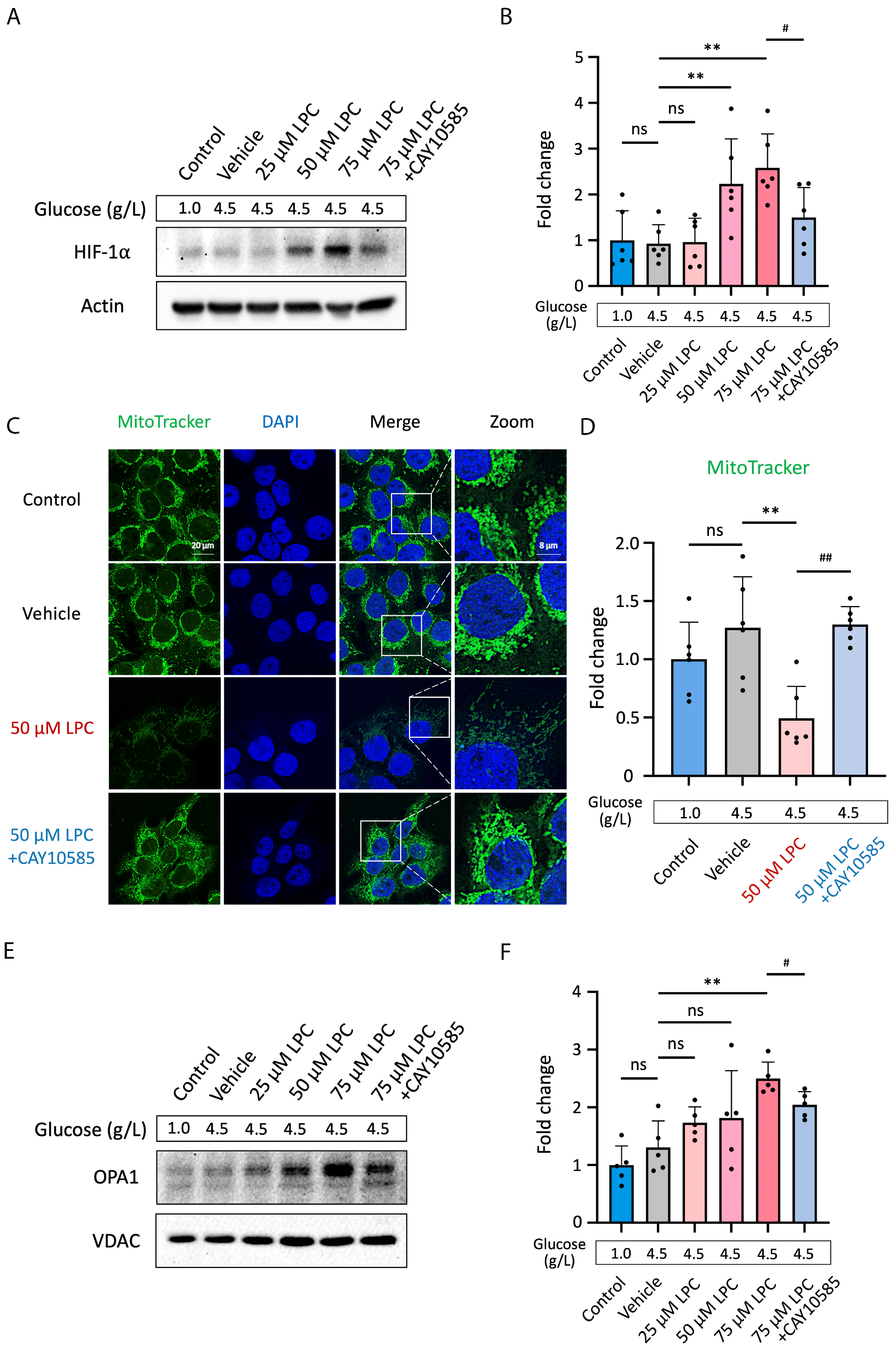 Antioxidants 13 01007 g005