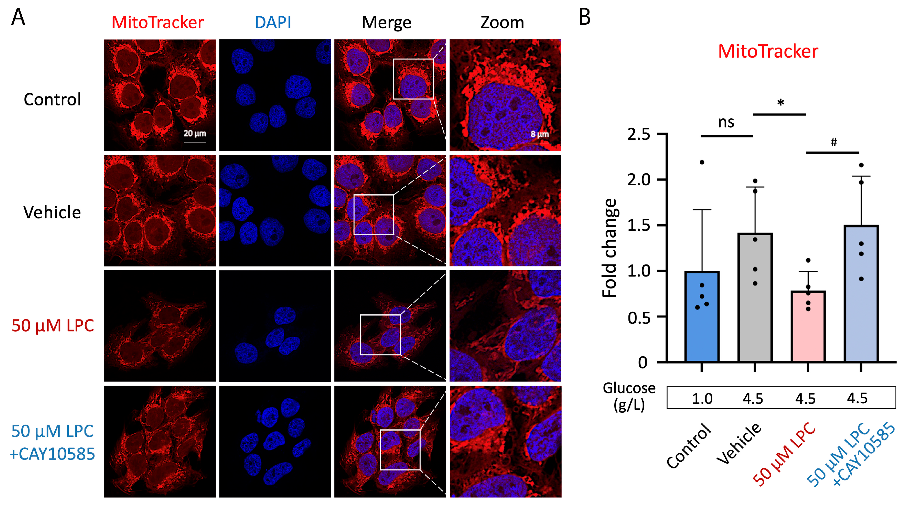 Antioxidants 13 01007 g006
