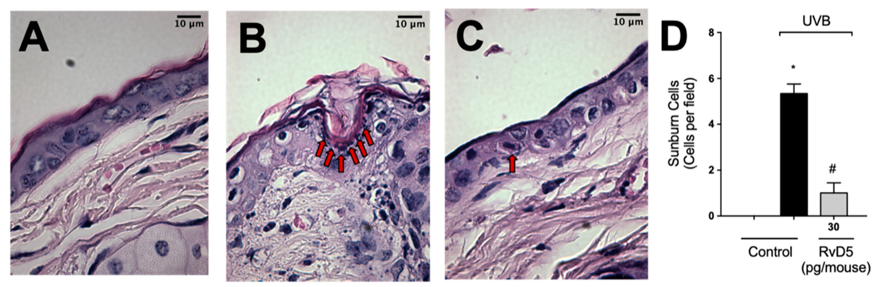 Antioxidants 13 01008 g010