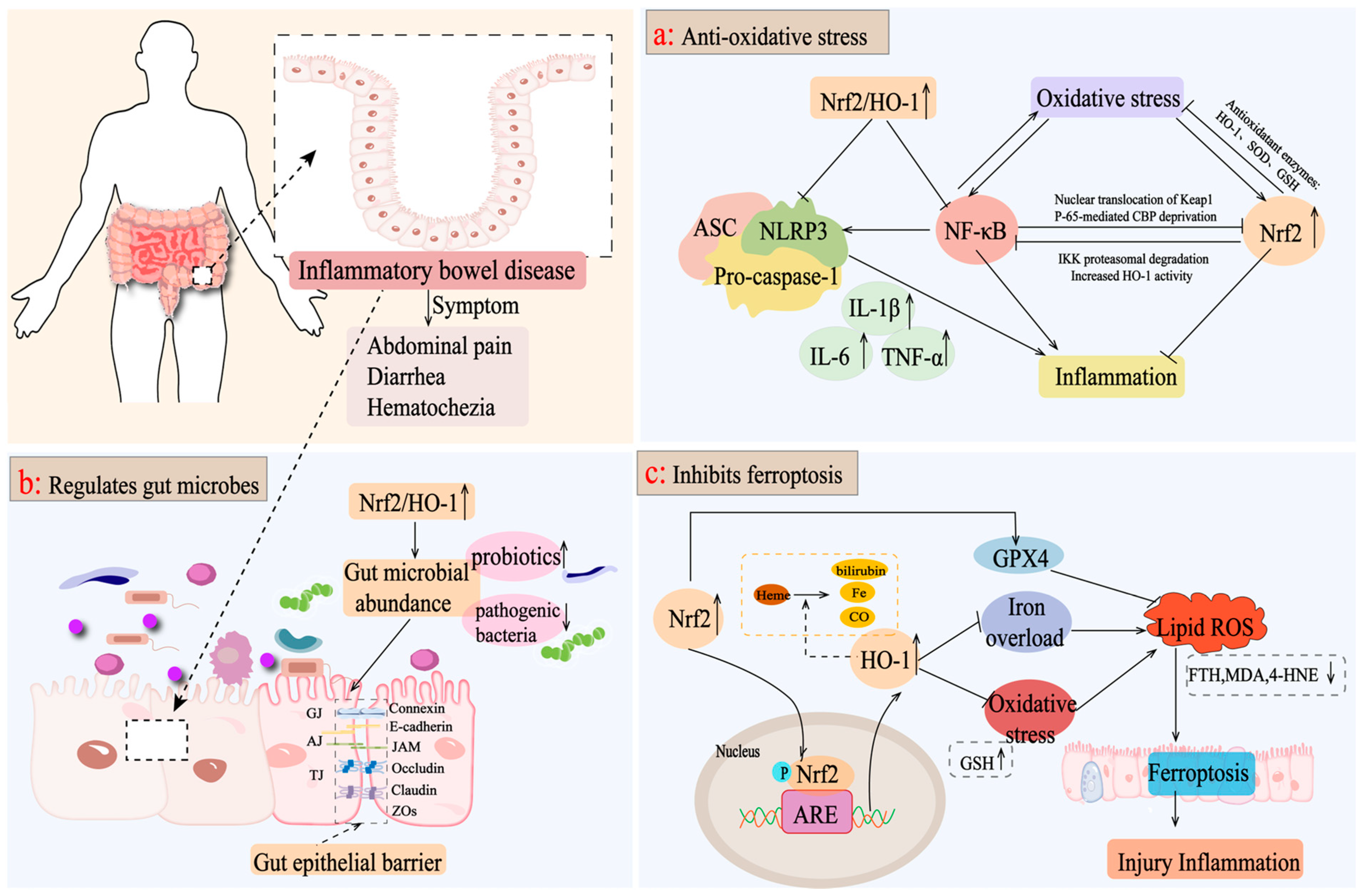 Antioxidants 13 01012 g003