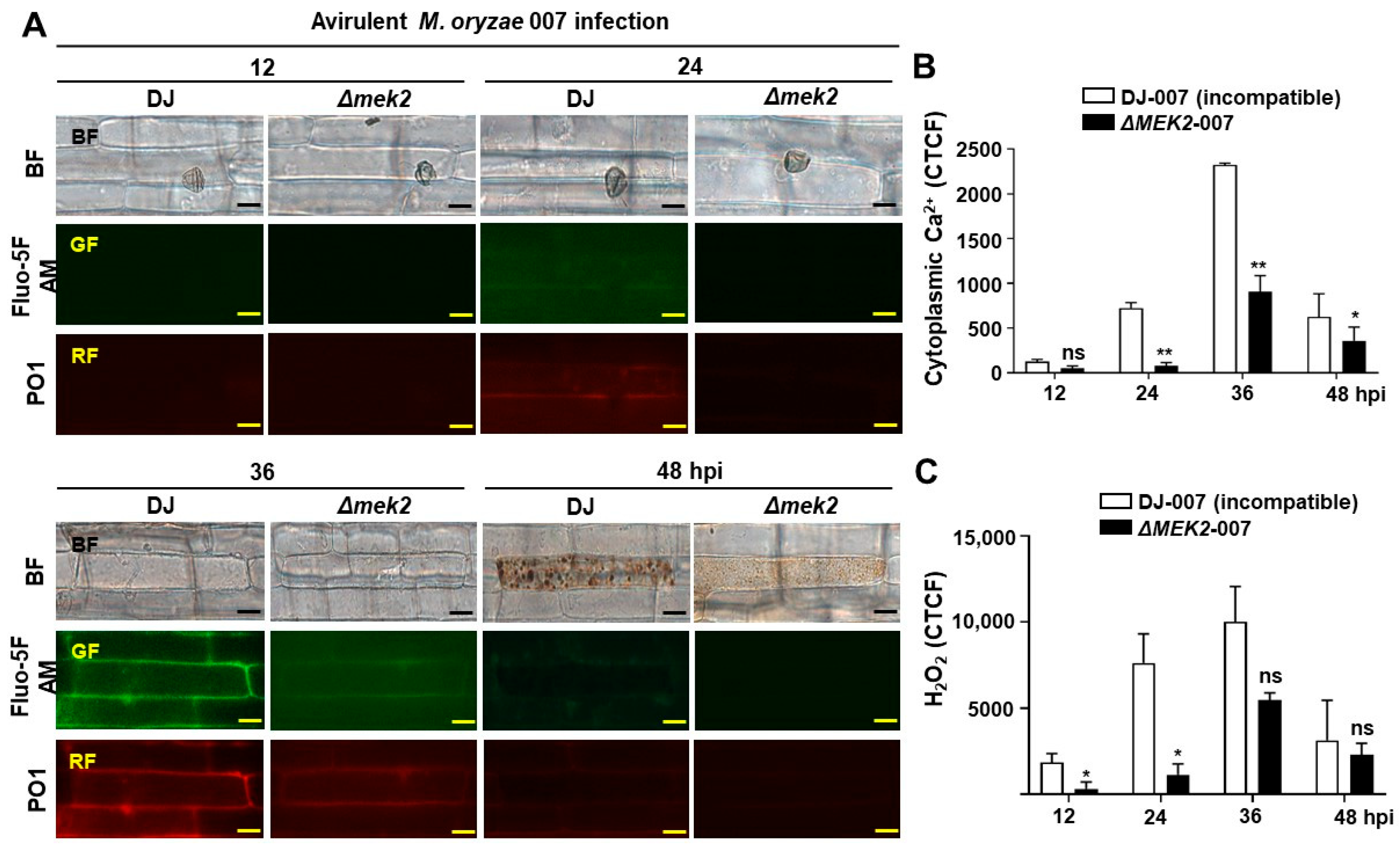 Antioxidants 13 01013 g001