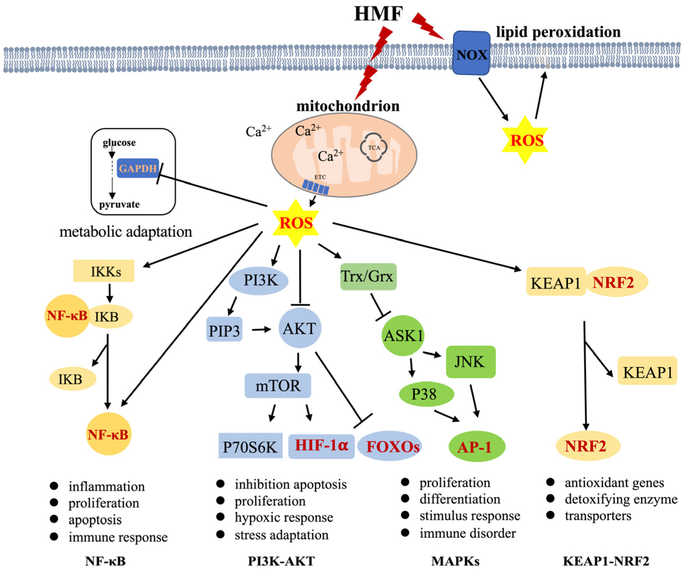 Antioxidants 13 01017 g001