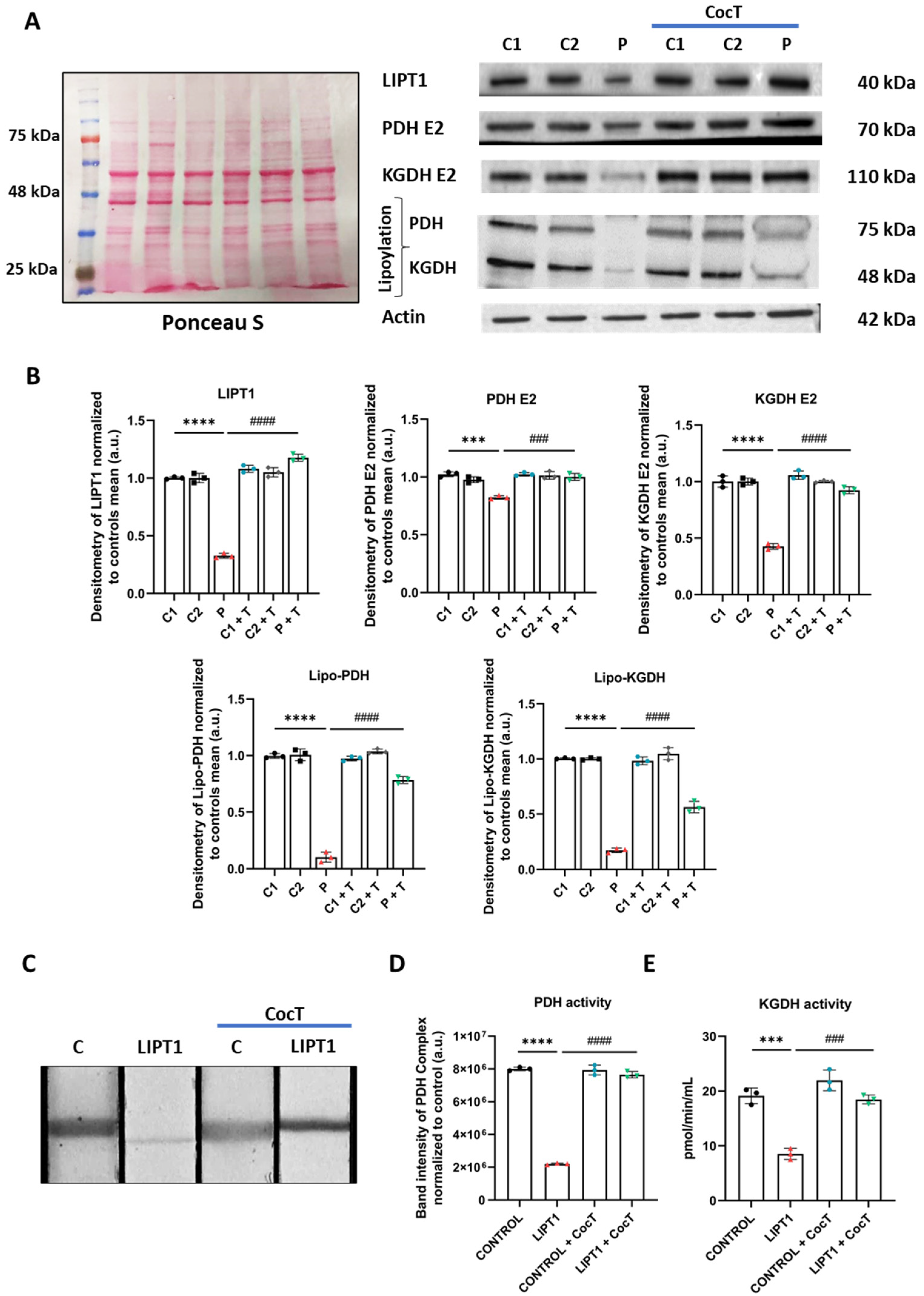 Antioxidants 13 01023 g005