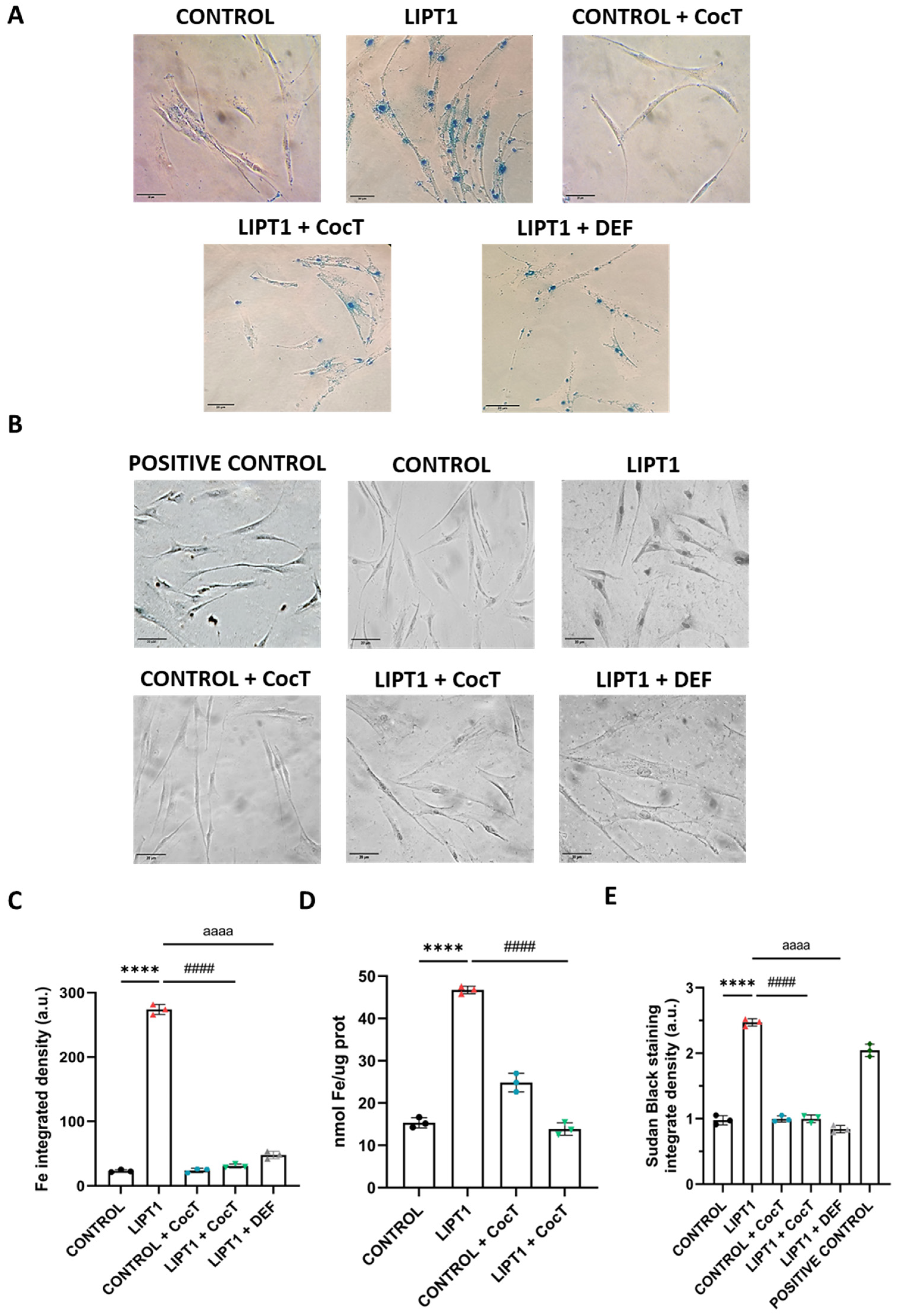 Antioxidants 13 01023 g006